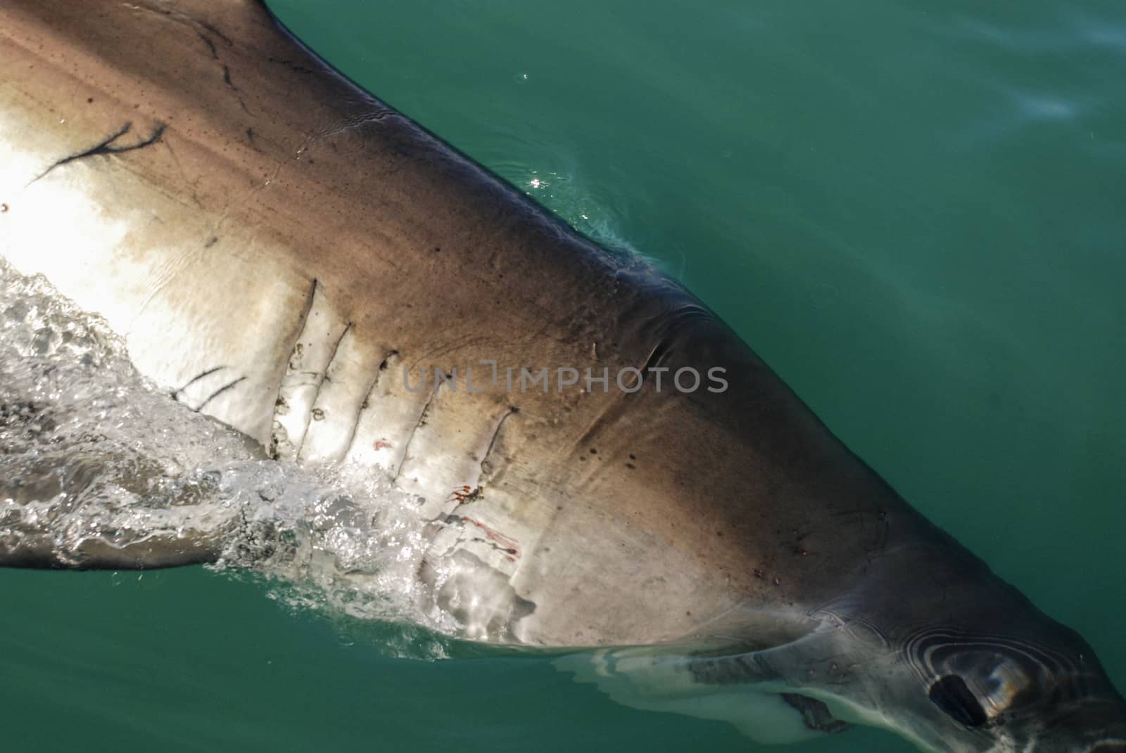 Great white shark (Carcharodon carcharias) by Anna07