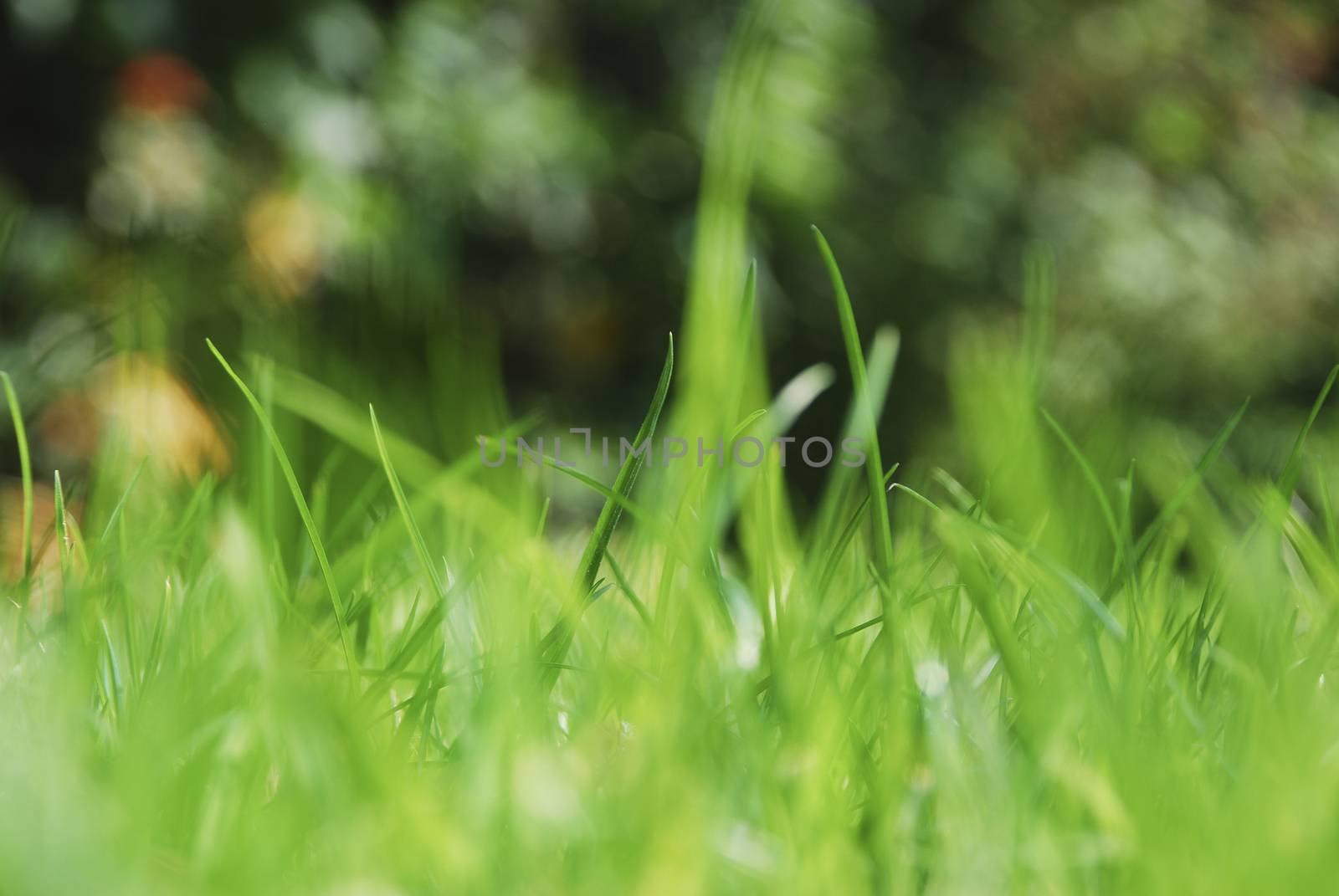 Blades of grass on a sunny day by Anna07