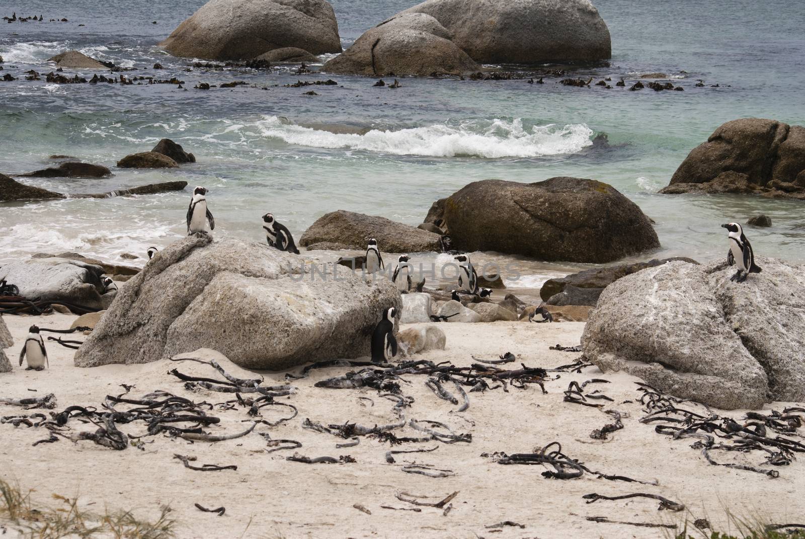 African penguins on a beach