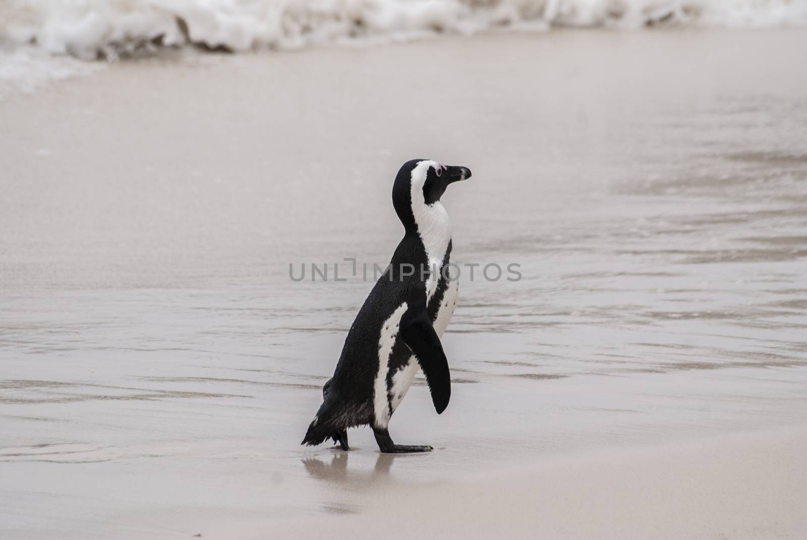 An African penguin on a beach