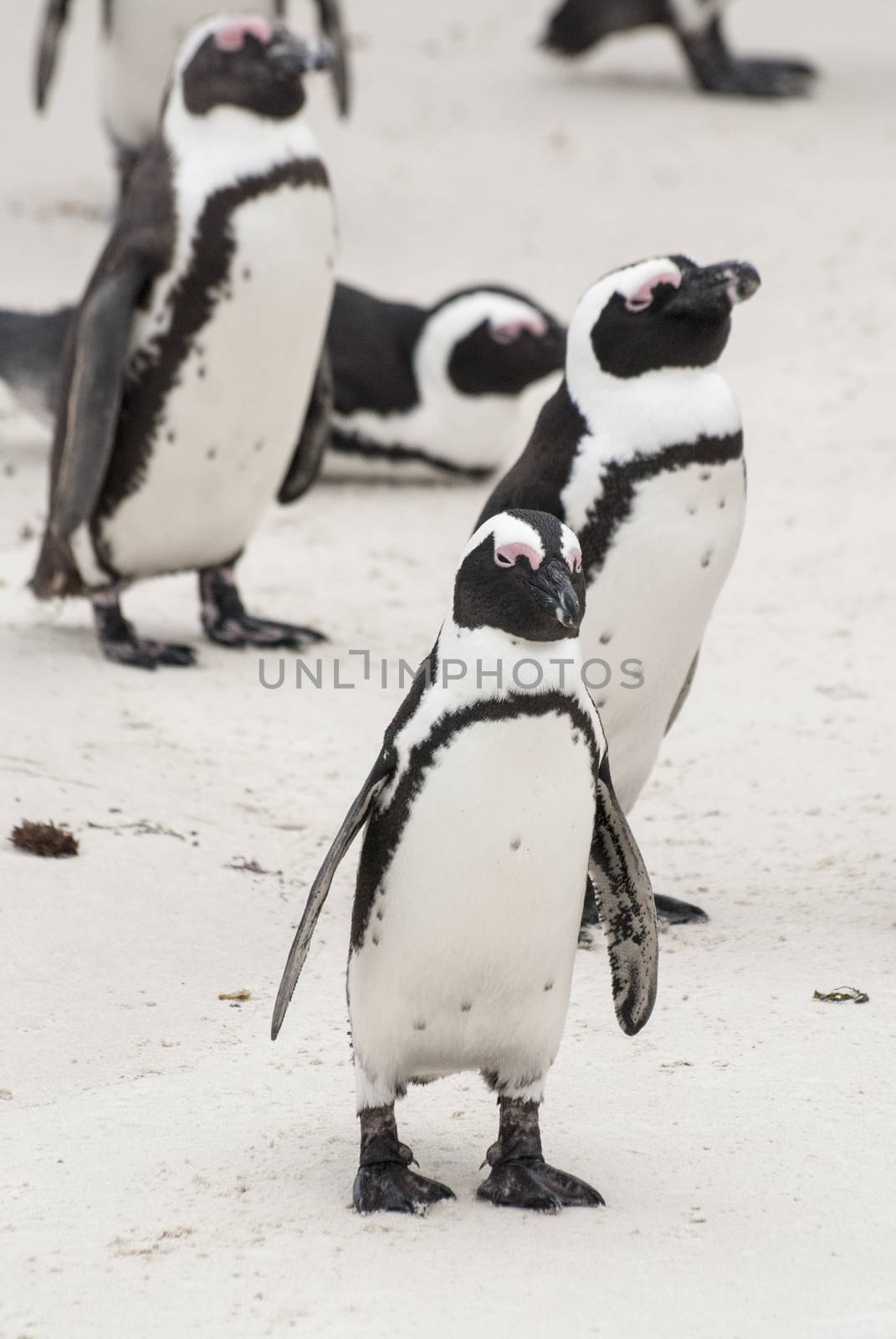 African penguins by Anna07