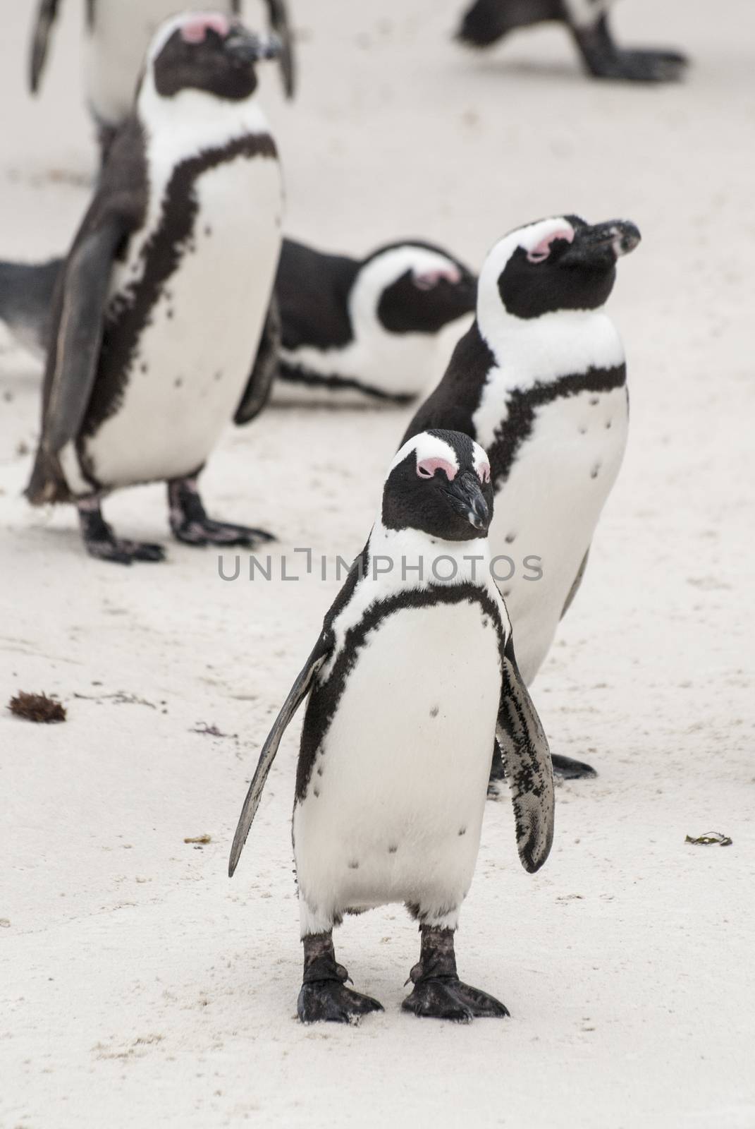 African penguins on a beach