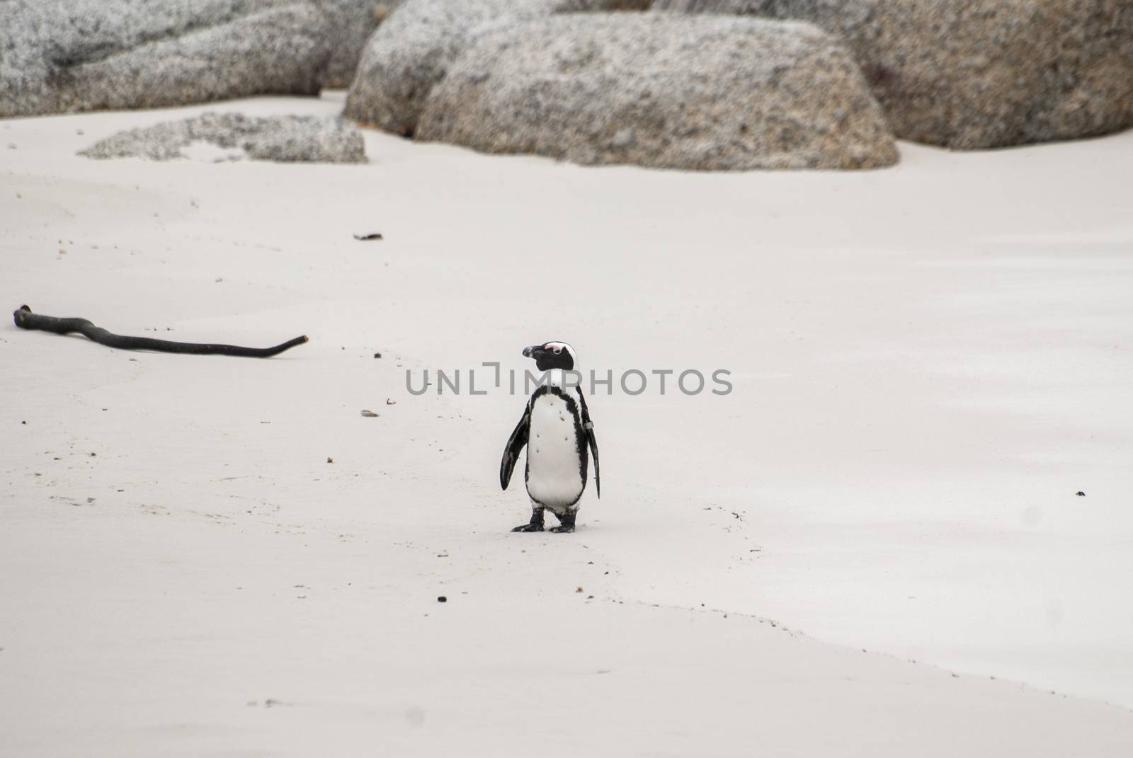 An African penguin on a beach
