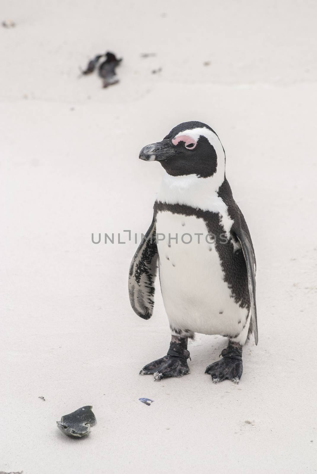 African penguin by Anna07