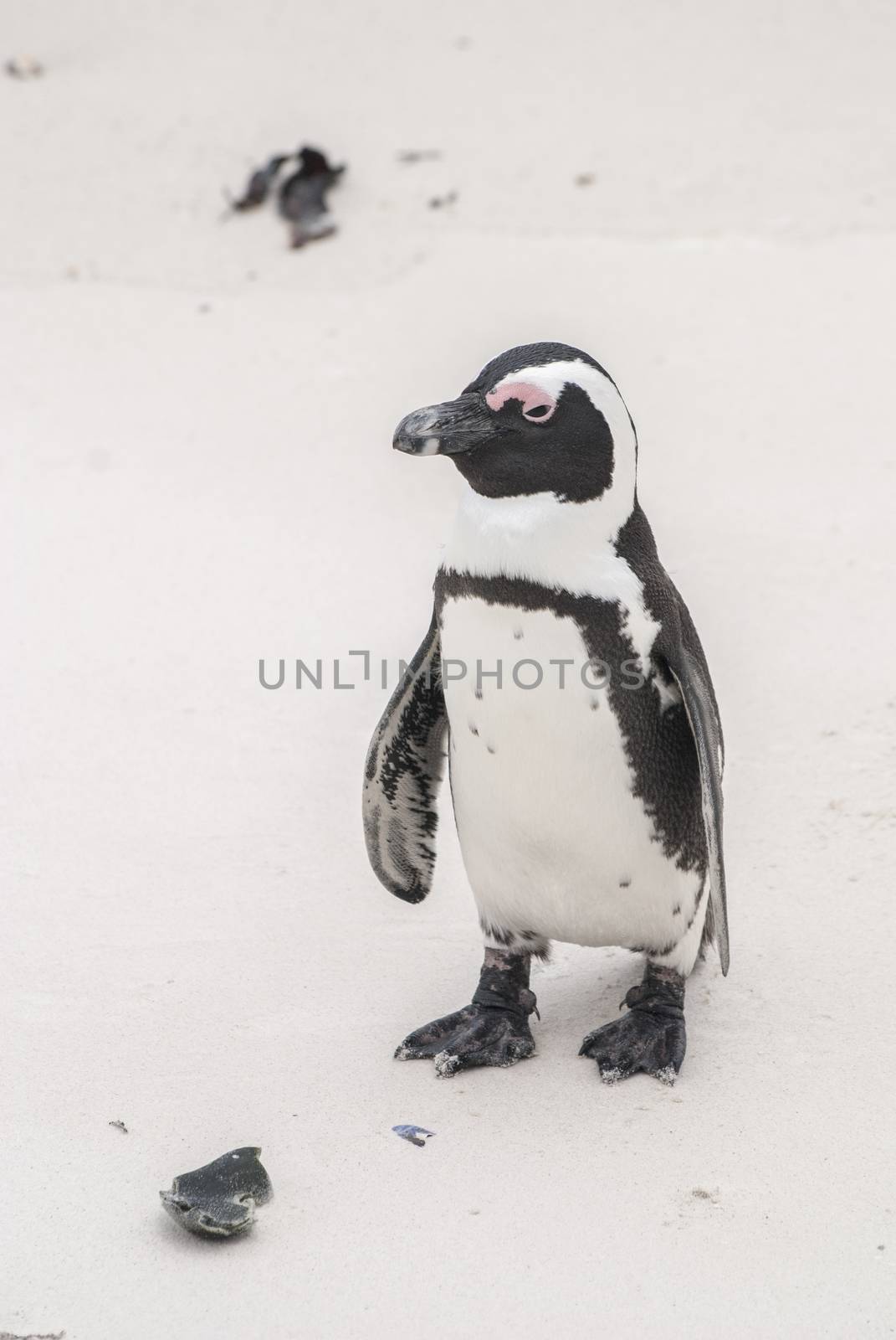 An African penguin on a beach