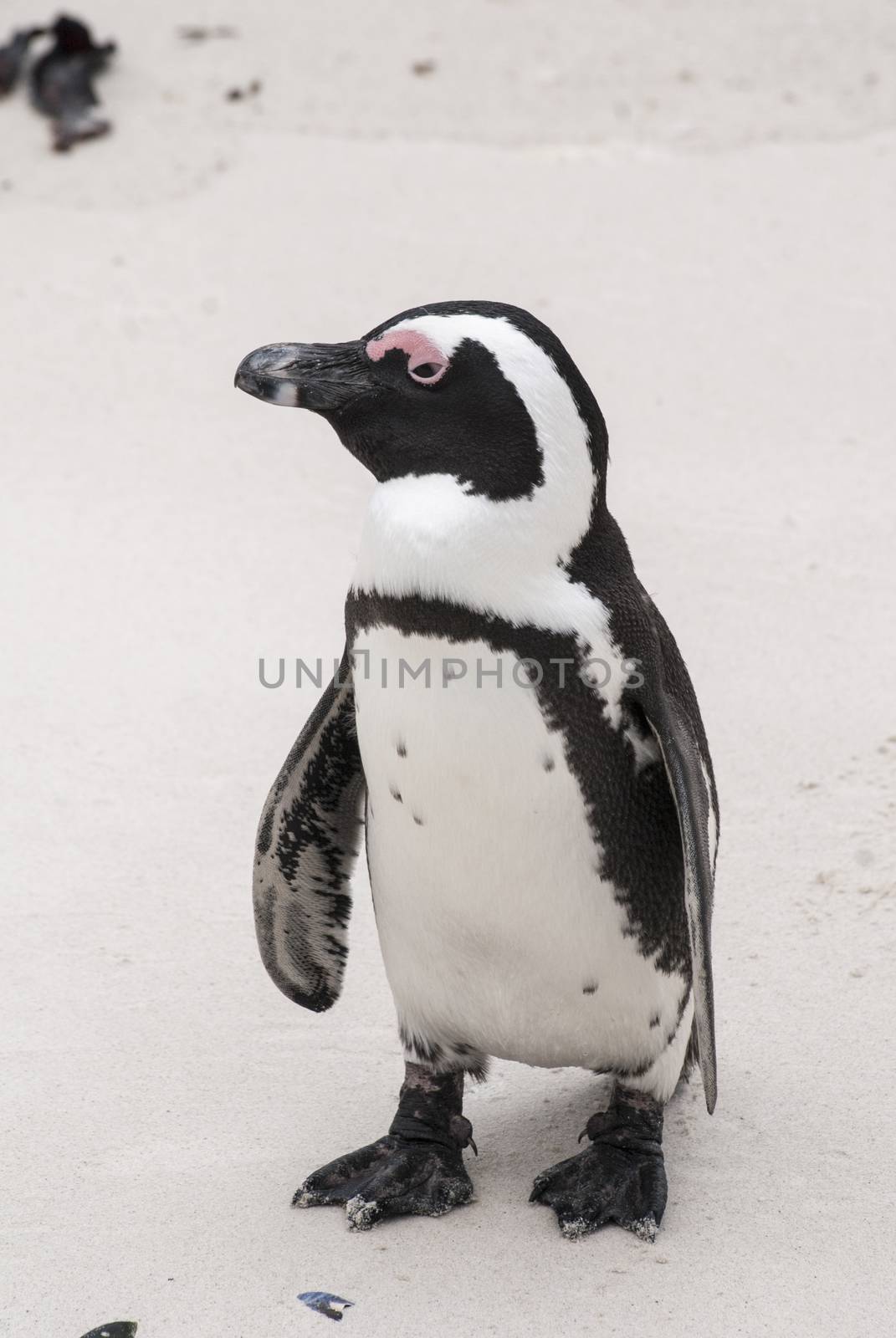 An African penguin on a beach