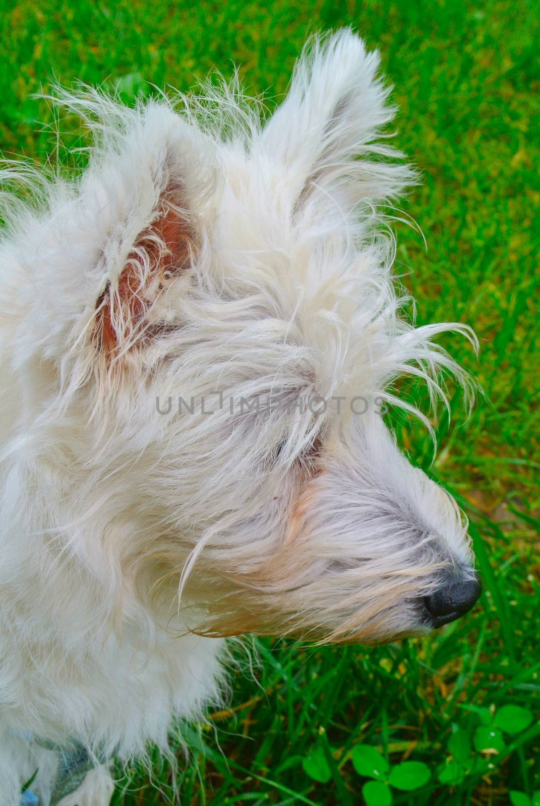 White West Highlands Terrier portrait, vertical image
