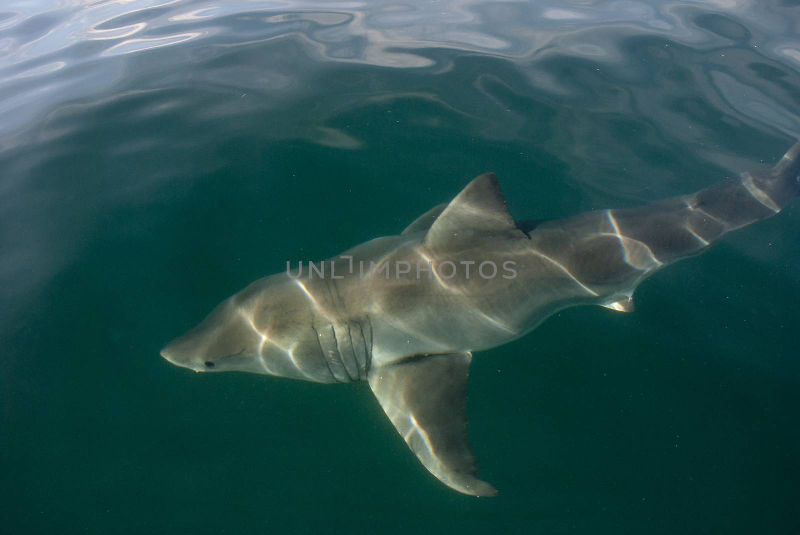 Great white shark (Carcharodon carcharias) by Anna07
