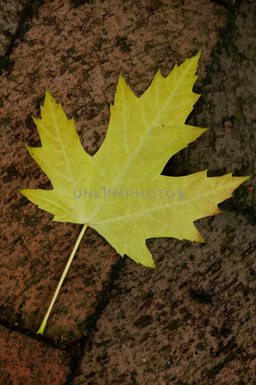 Yellow sycamore maple (acer pseudoplatanus) leaf lying on red brick floor