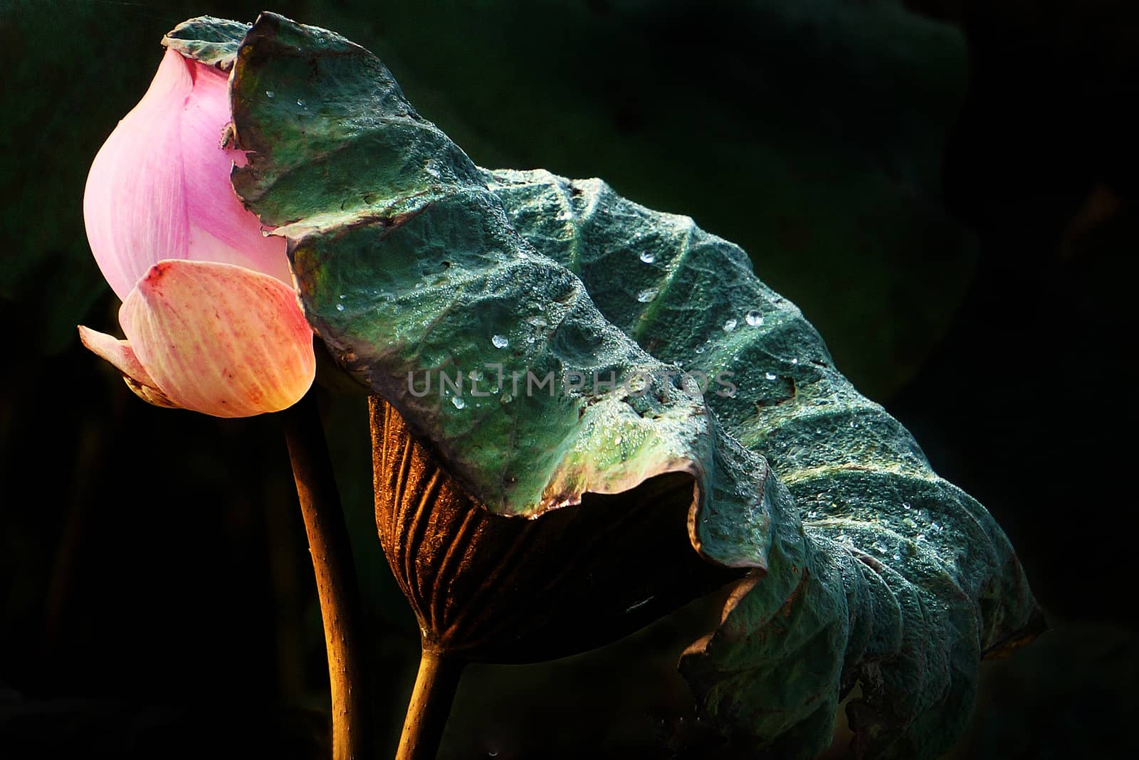 Abstract of lotus leaf protect lotus flower, flower bud in spring, dew drop on leaf, lotus is pure symbol of Vietnamese, harmony art on black background
