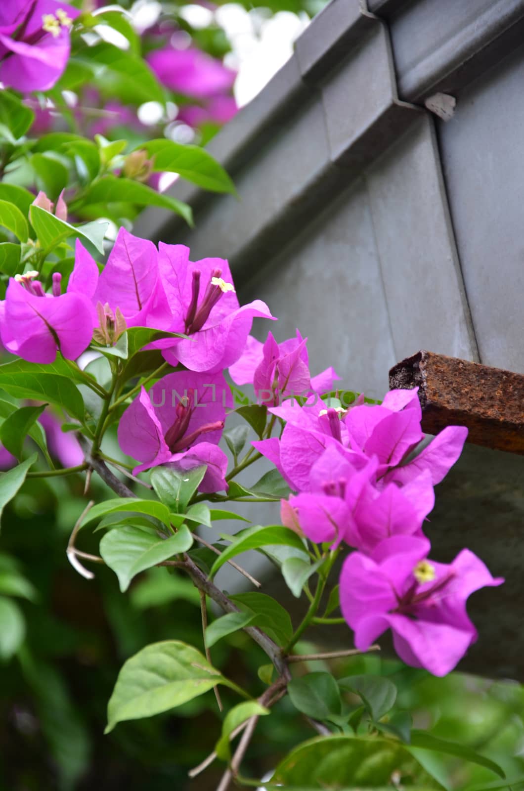 The pink Bougainvillea or Paper flower or Bougainvillea hybrida in the garden