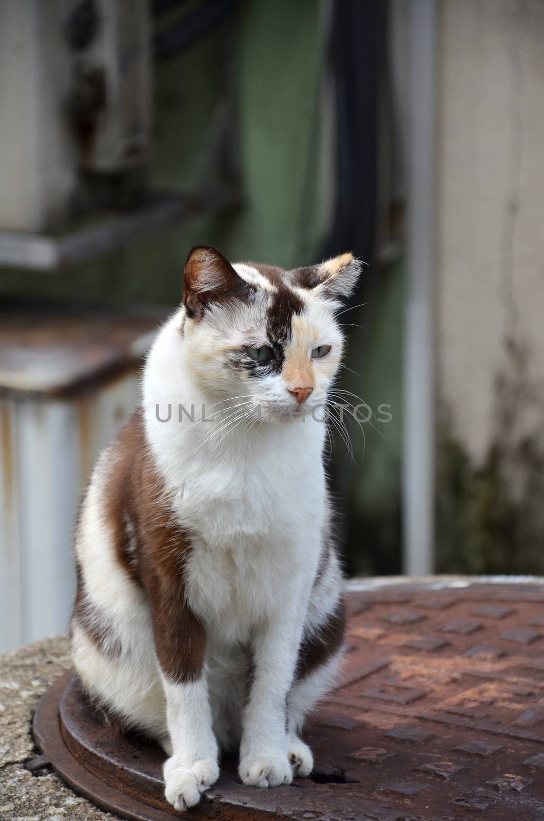 Cute striped street cat by tang90246