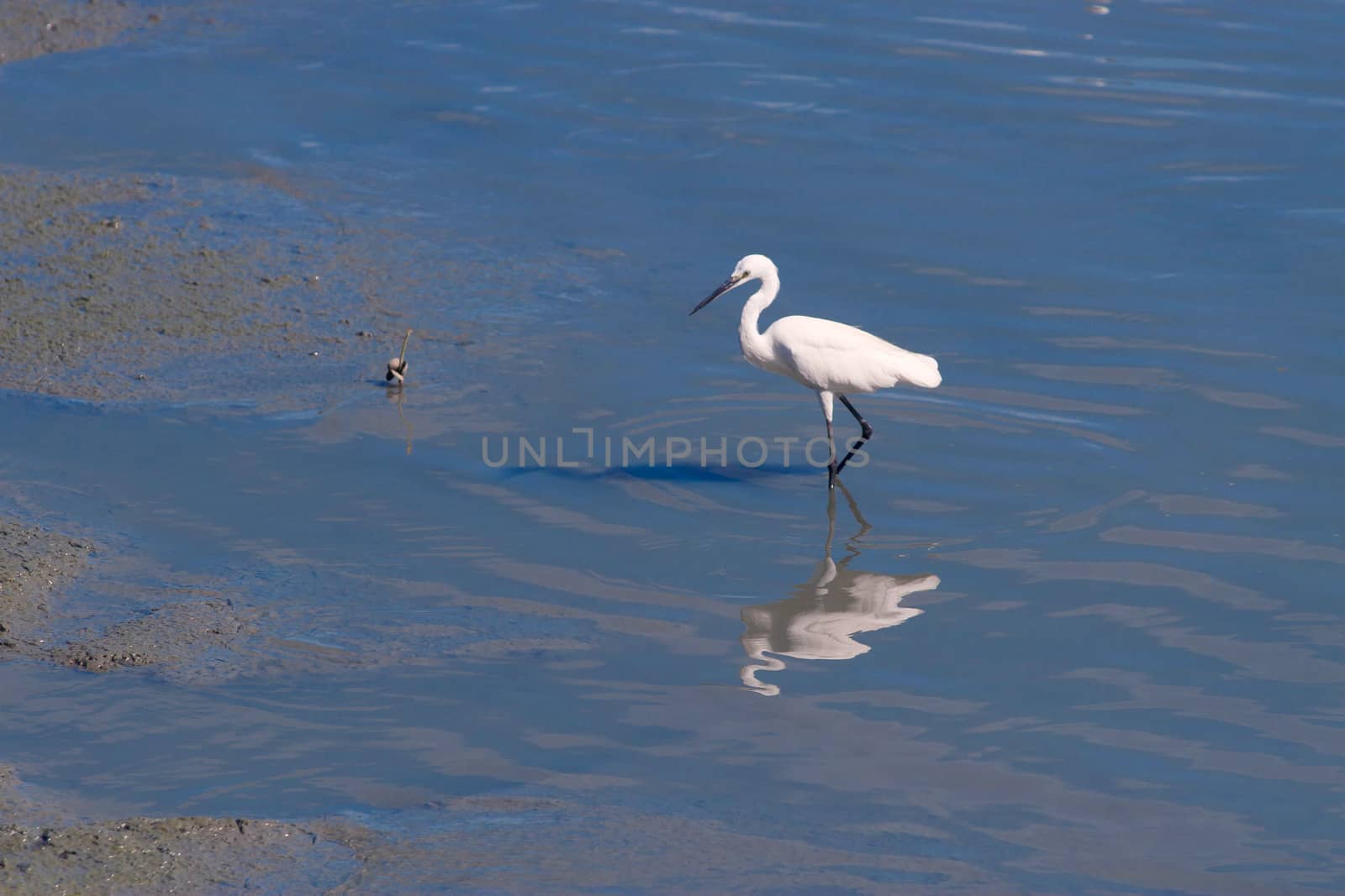 White Heron by jee1999