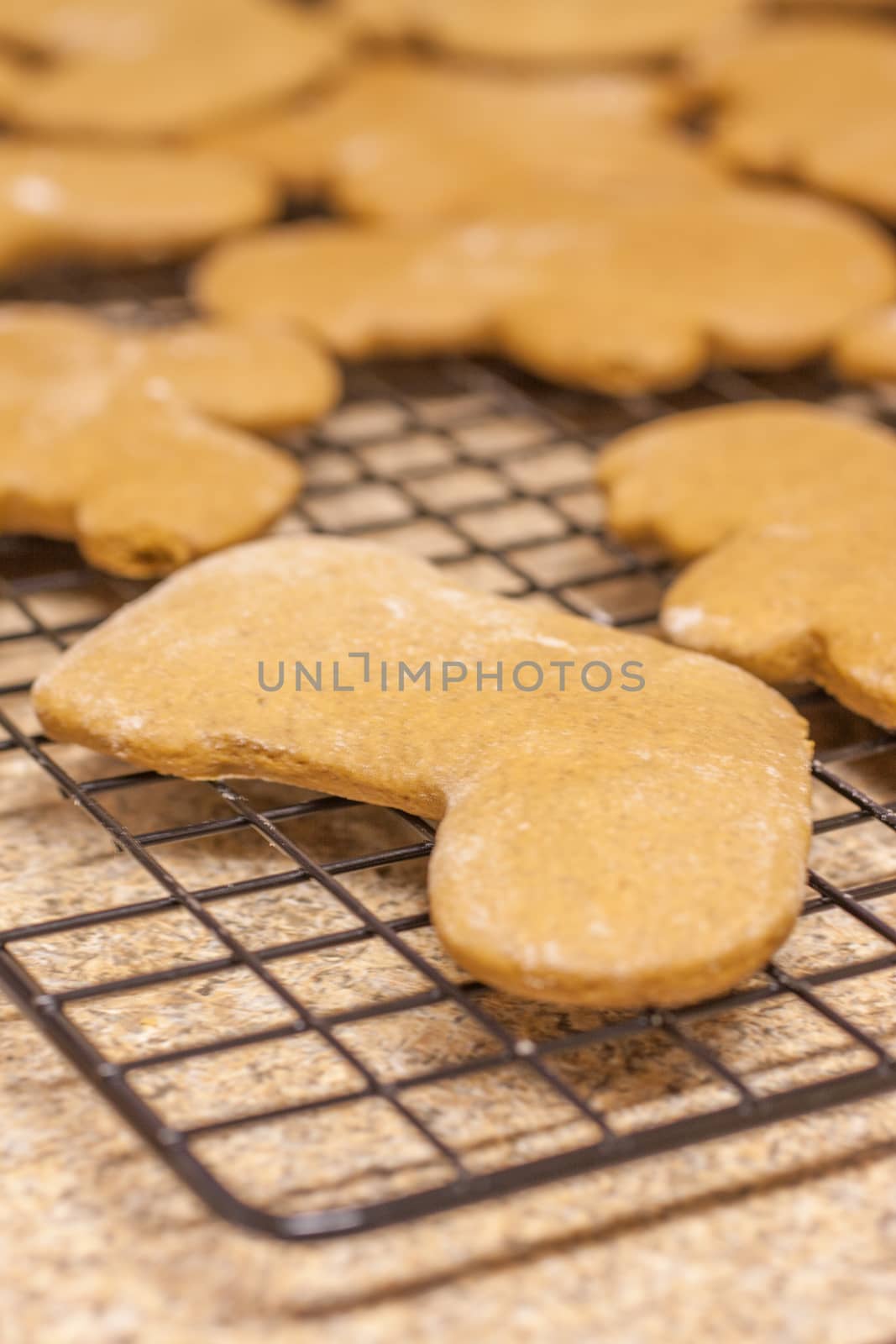 Unbaked gingerbread cookies on a metal pan waiting to go into the oven.