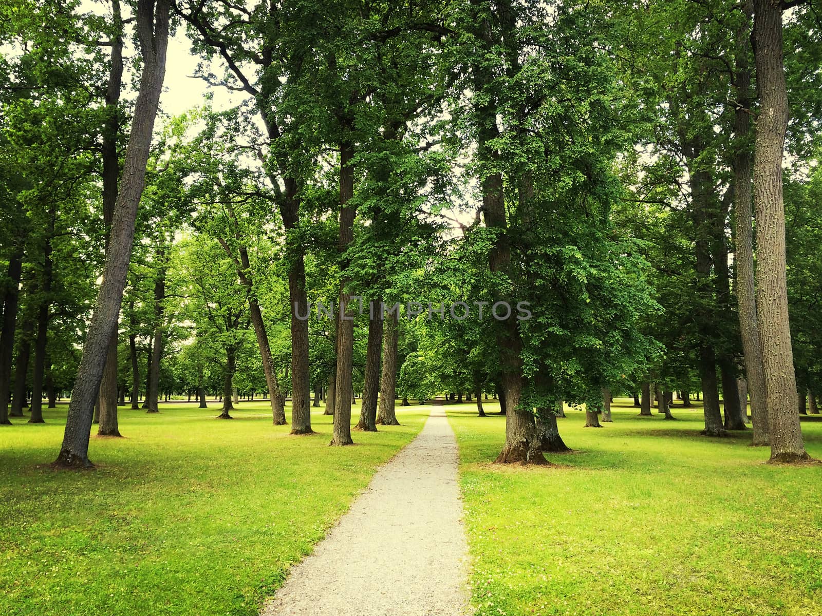 Path in green summer park with beautiful trees.