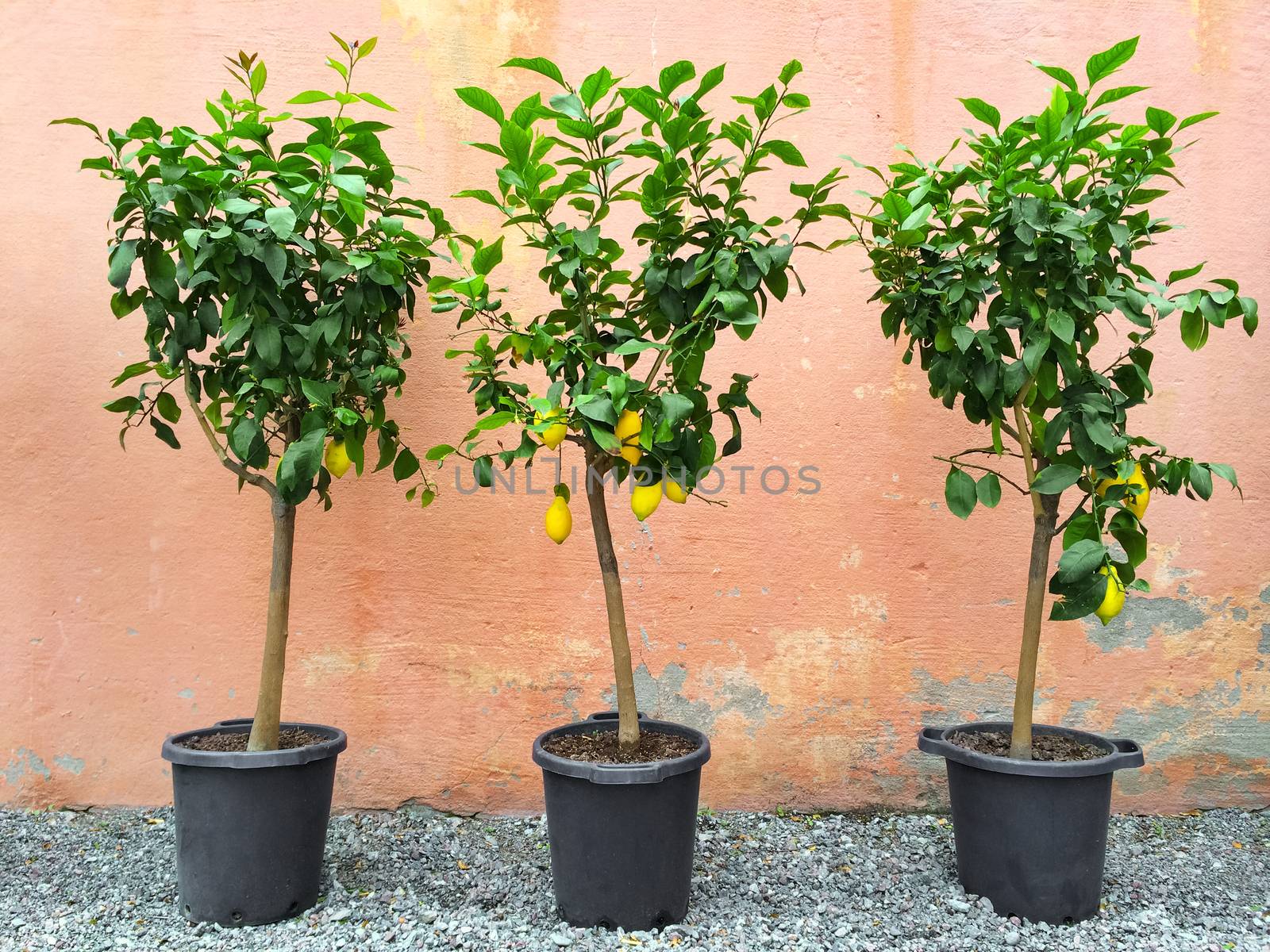 Lemon trees with ripe fruits by anikasalsera