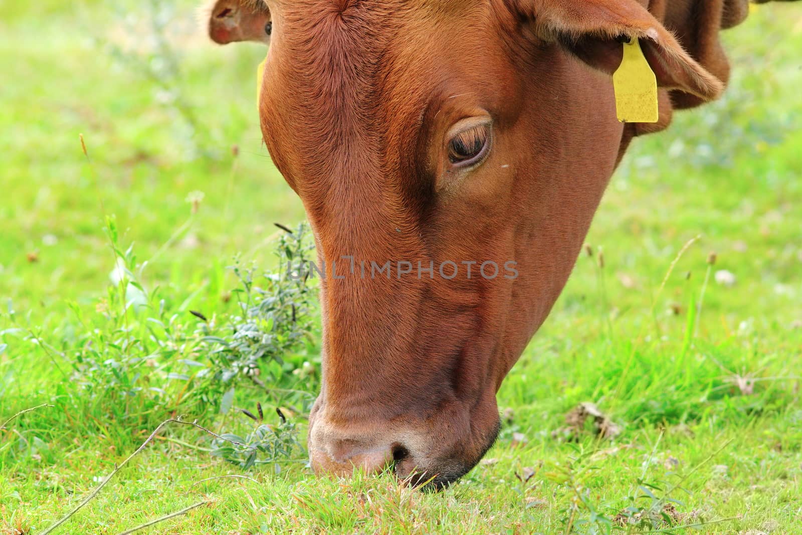 brown zebu grazing  by taviphoto