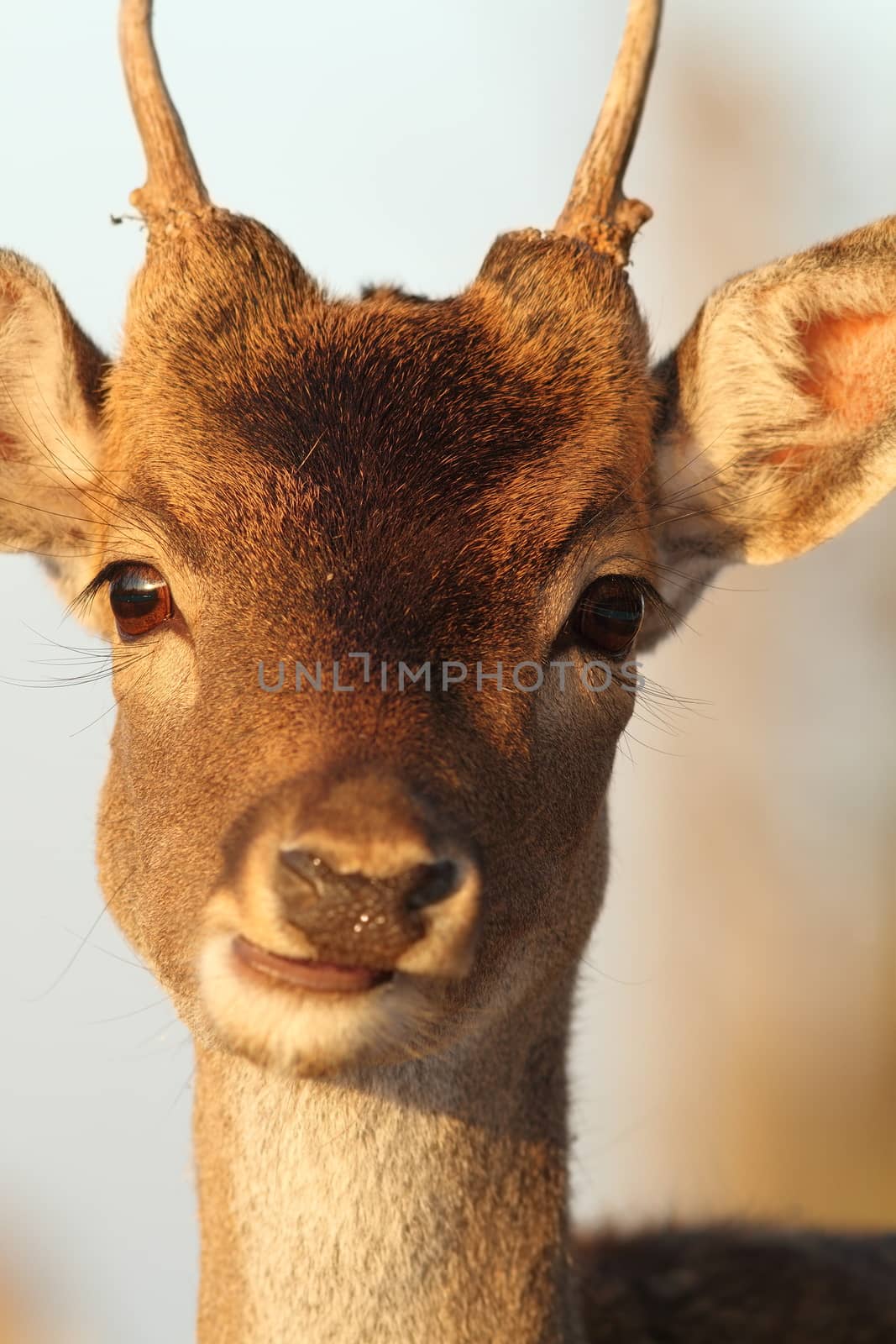 portrait of young fallow deer buck ( Dama )