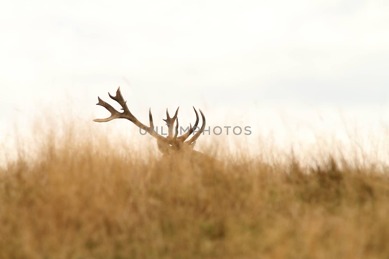 red deer big trophy by taviphoto