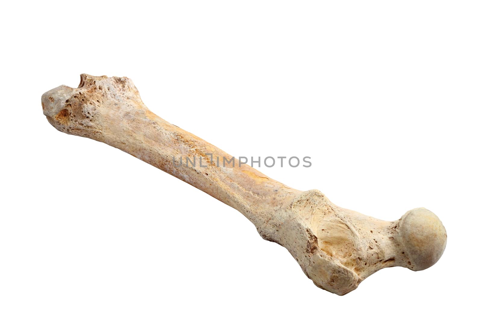 ursus spelaeus ( cave bear ) bone isolated over white background