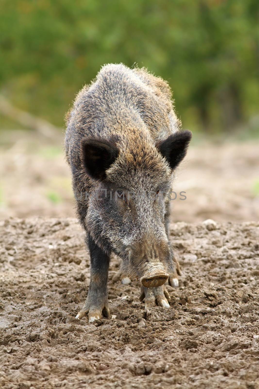 wild boar at a hunting farm by taviphoto