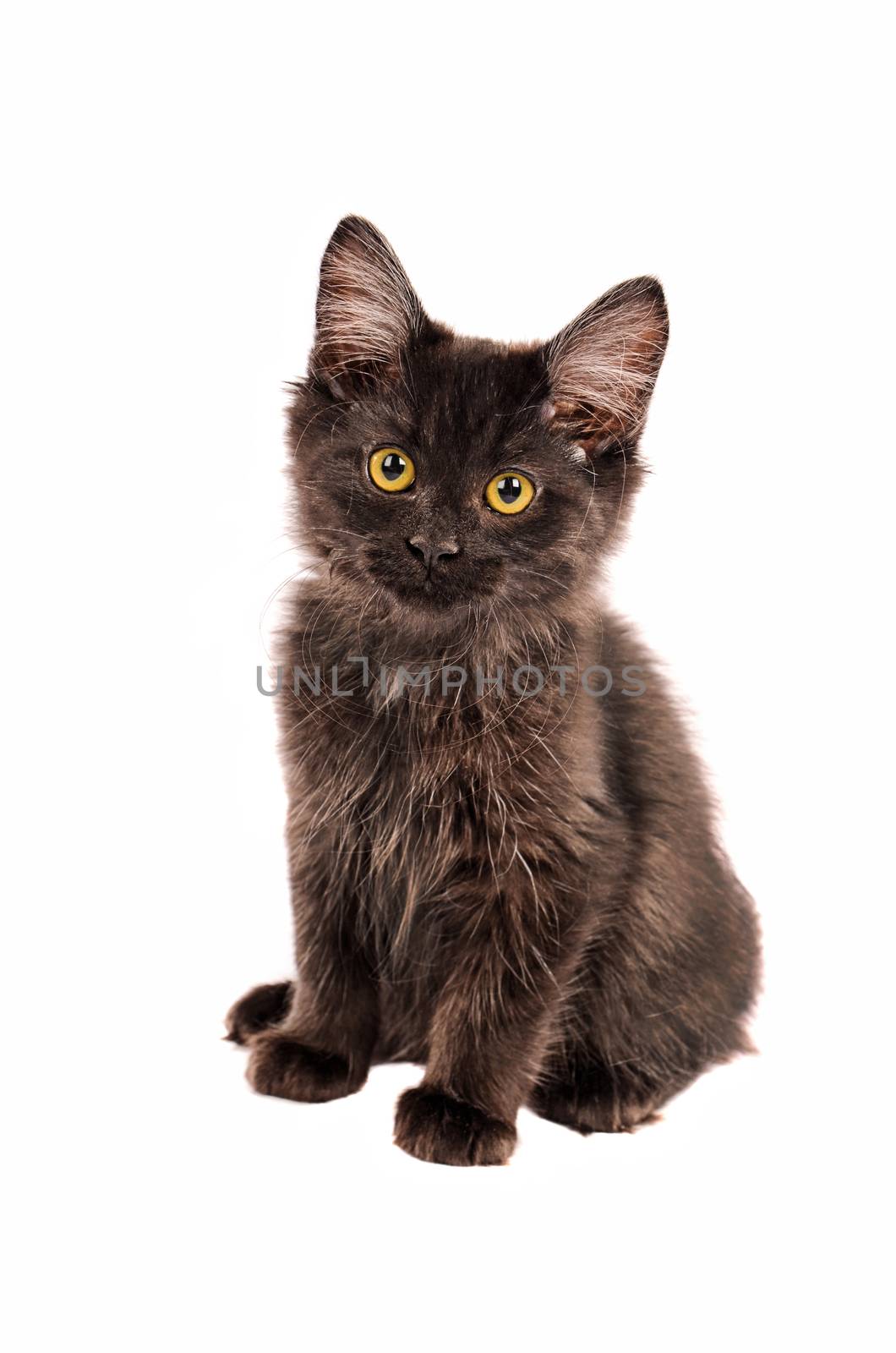 Fluffy Black Kitten by dnsphotography