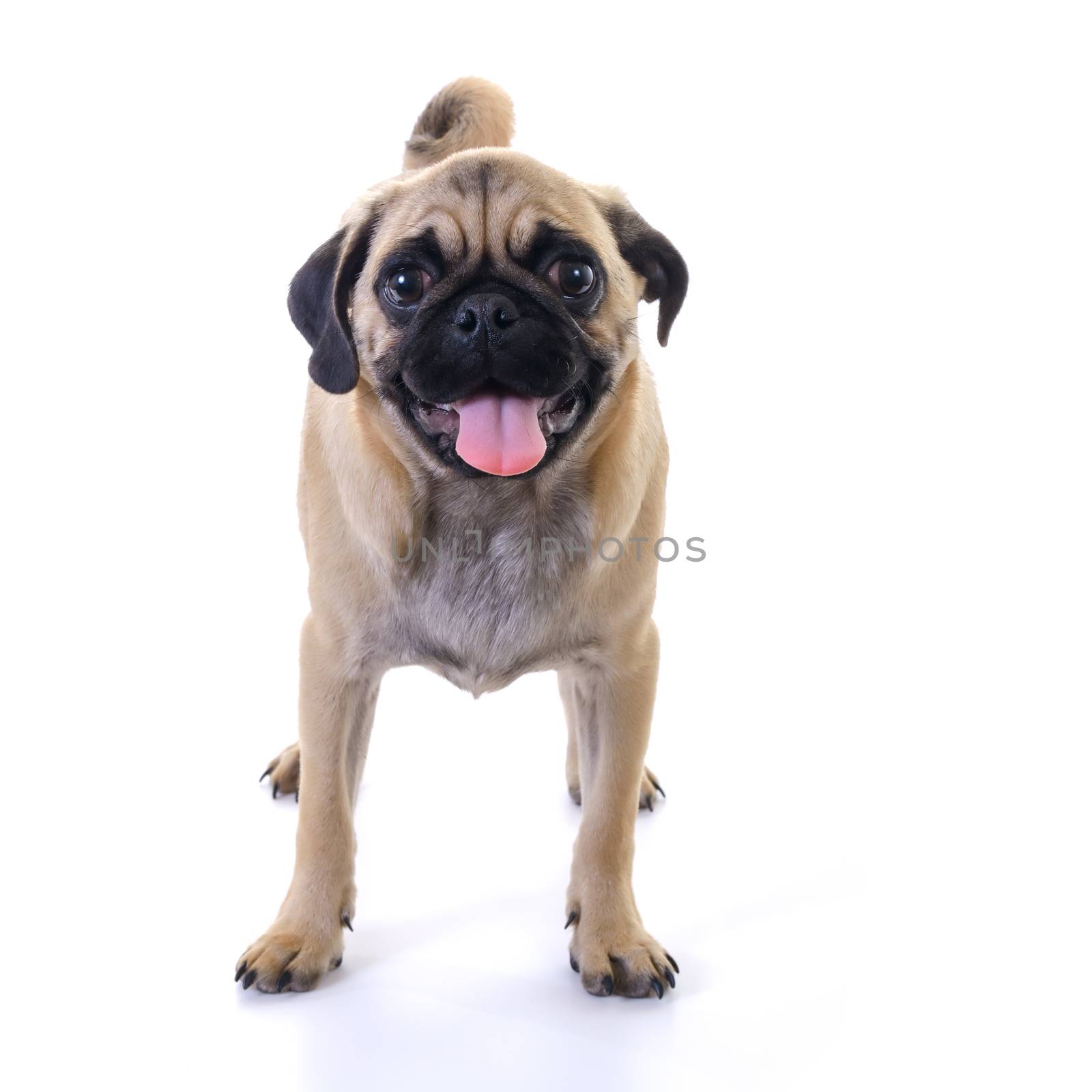 Pug dog Standing in front of white background, front view, high key, square image