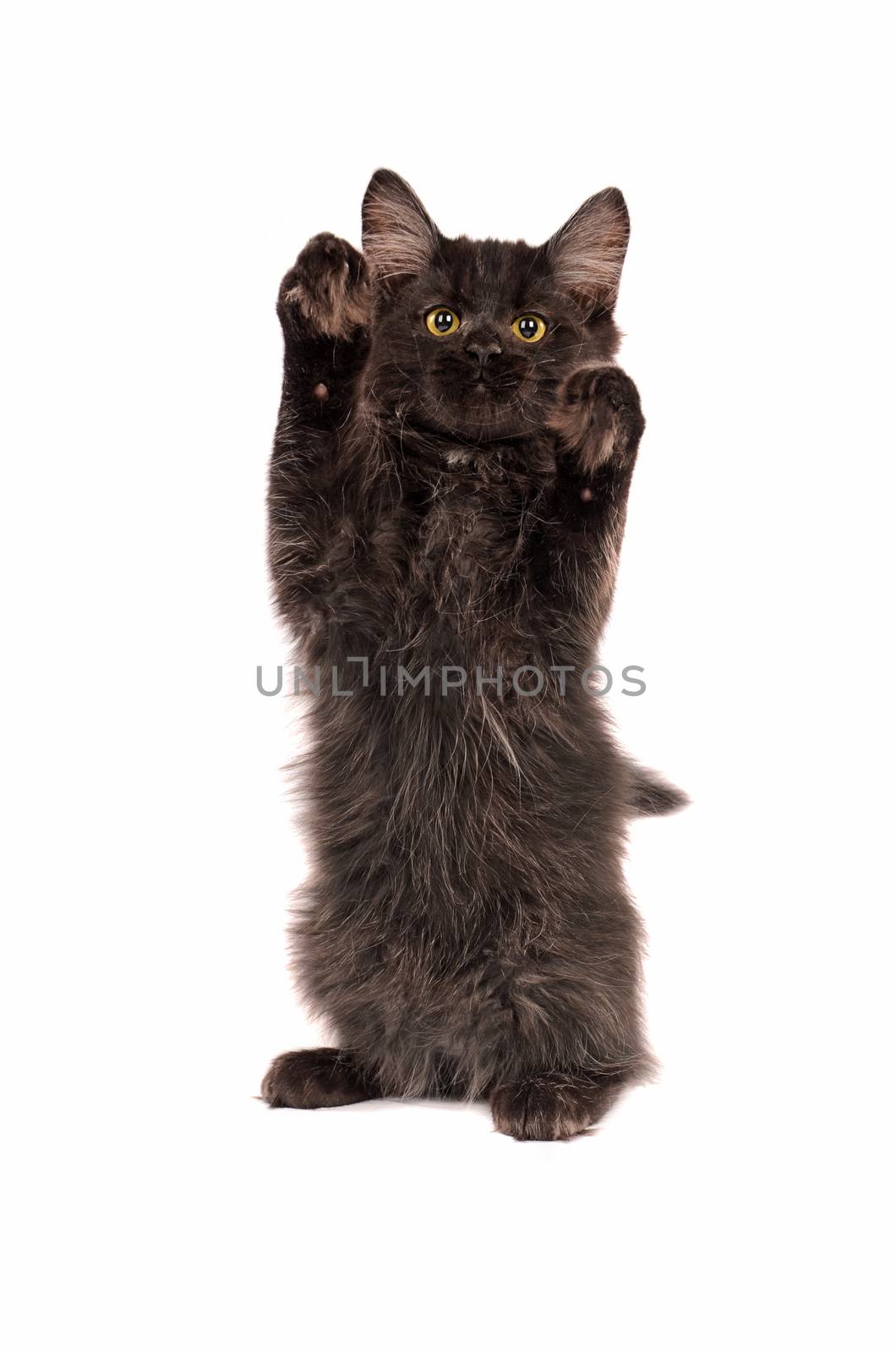 A fluffy black kitten standing on a white background
