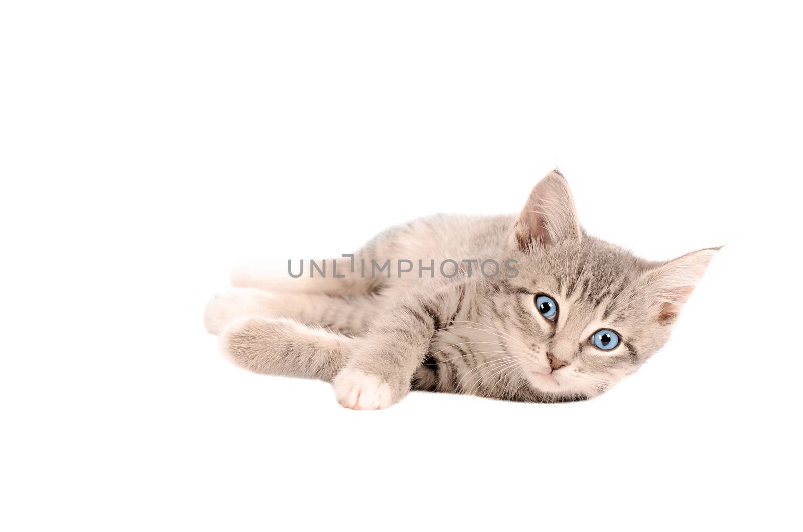 A tabby kitten laying down on white