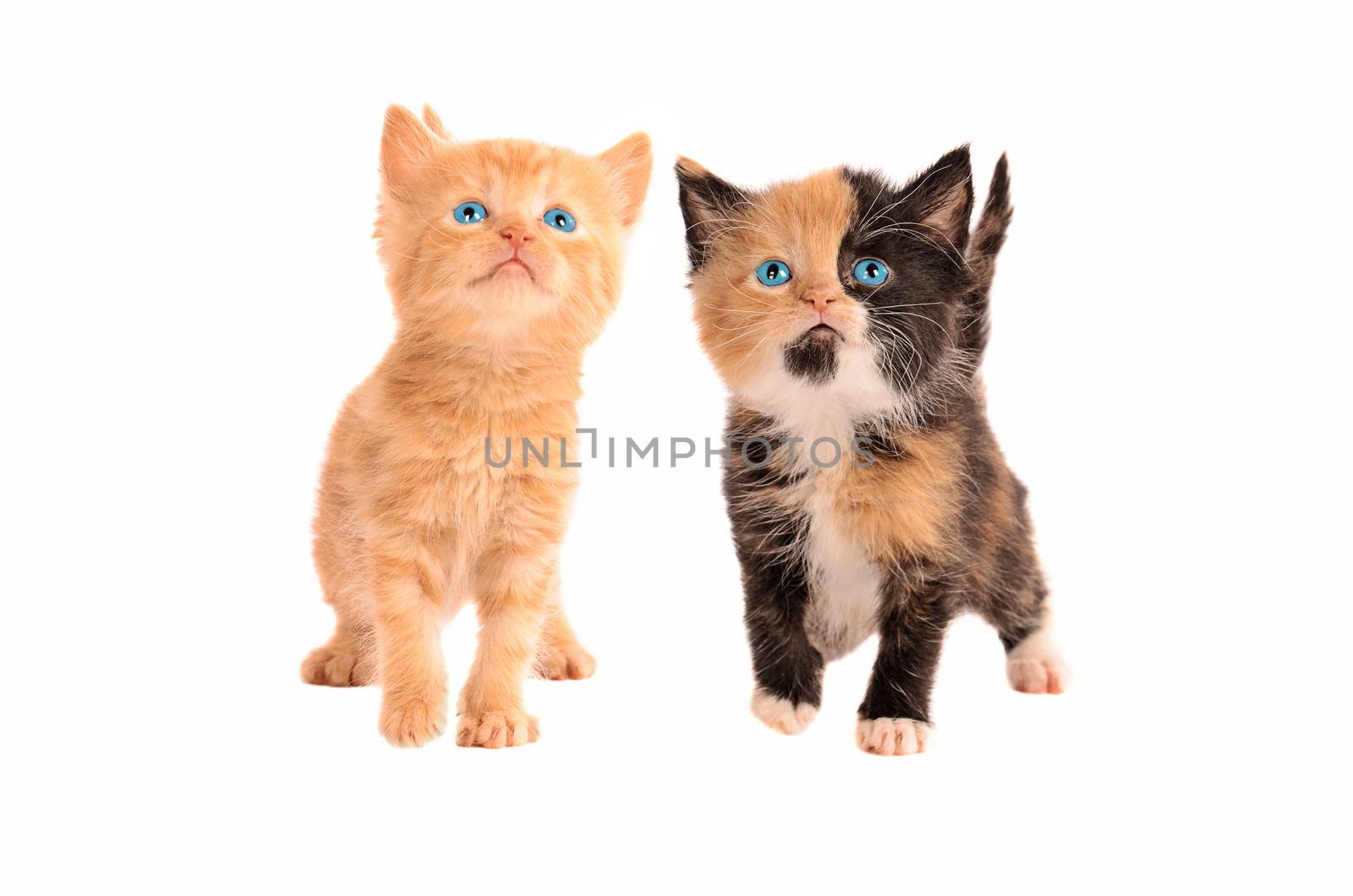 Two kittens, a calico and an orange tabby kitten, together on a white background