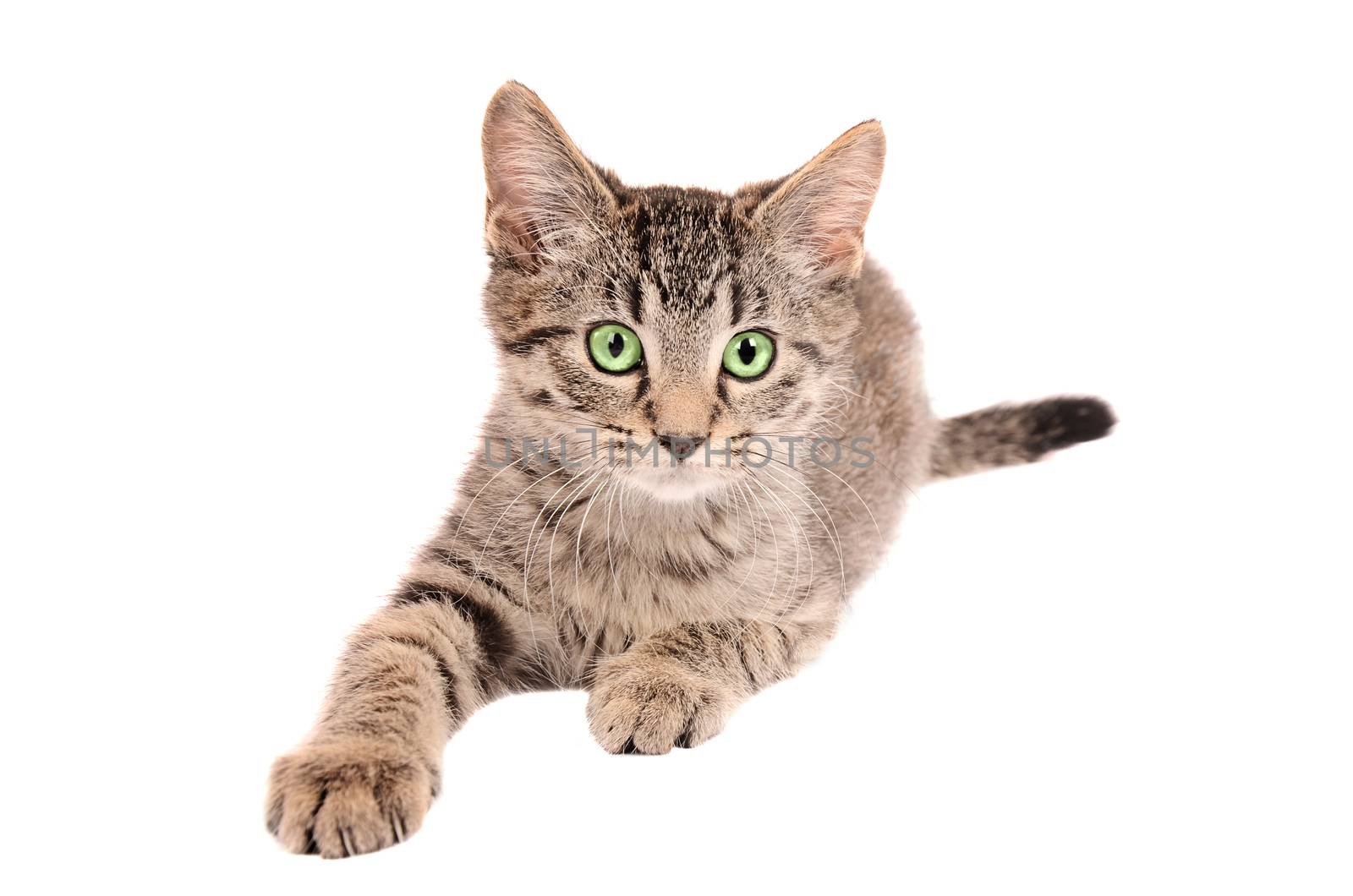 A tabby kitten reaching out on white