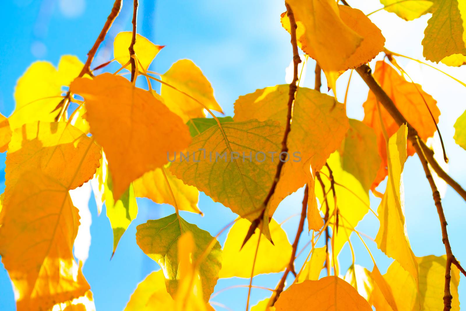 Autumn tree background  by Anna_Omelchenko