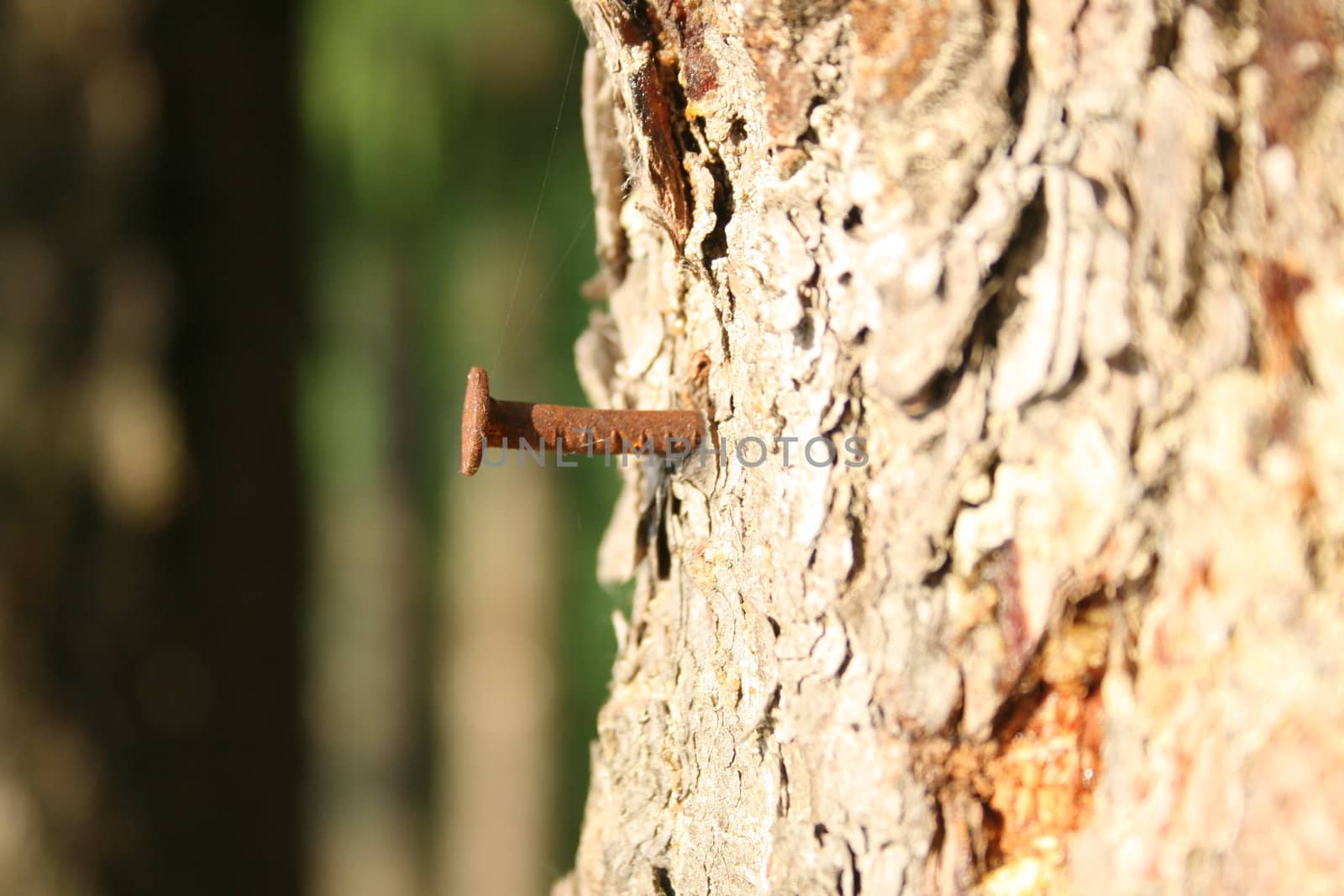 Rusty old nail driven into the trunk of a living tree