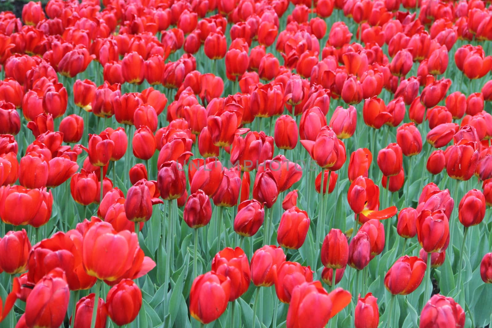 Red tulips by olegkozyrev