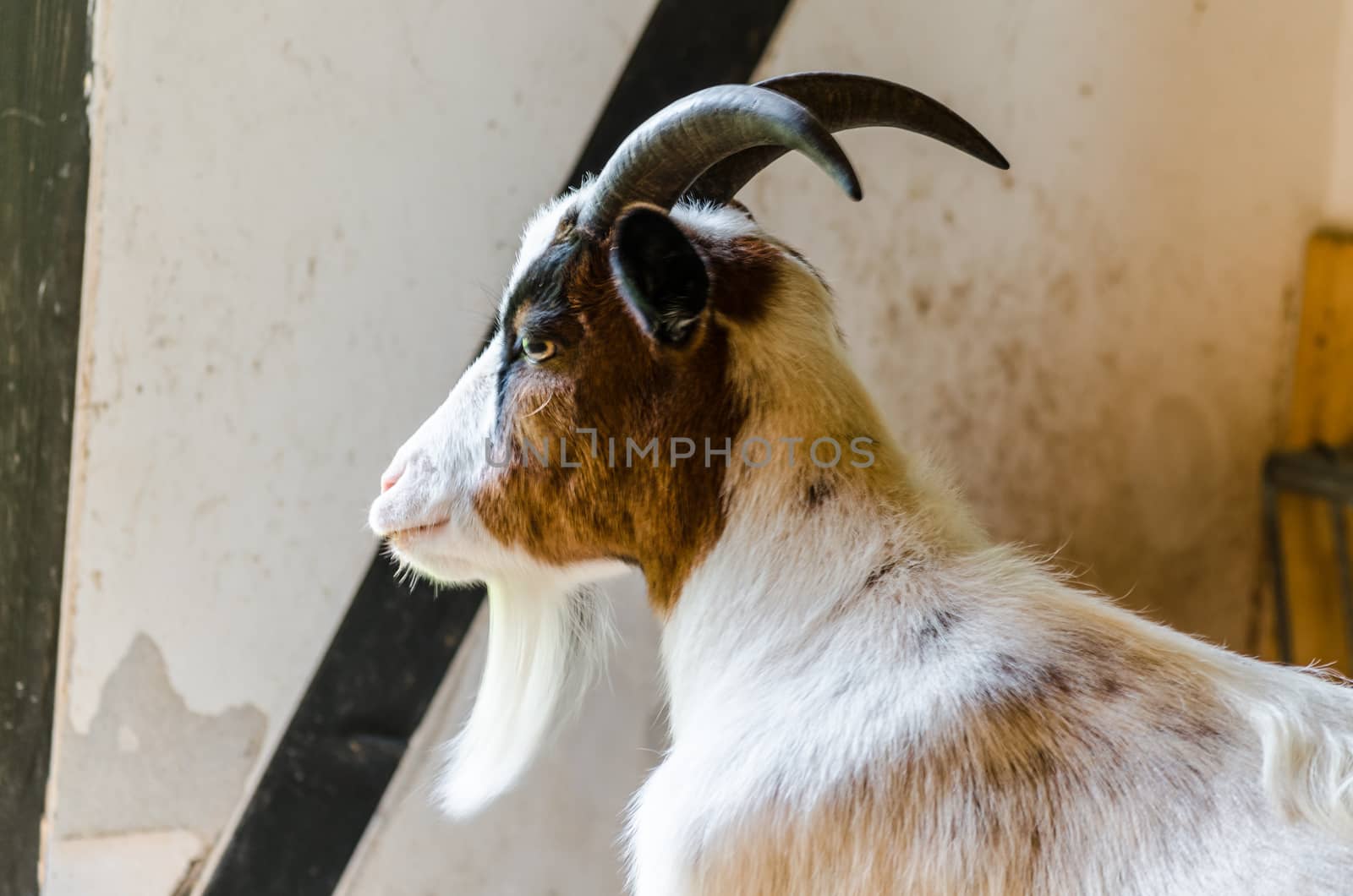 Young goat in the barn with brown and white spotted coat.