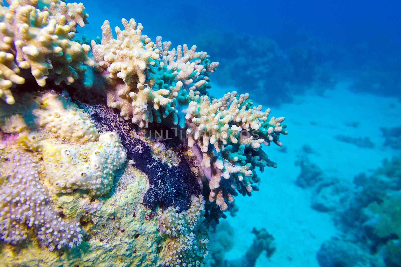 coral reef with soft coral at the bottom of red sea in egypt - underwater photo by mychadre77