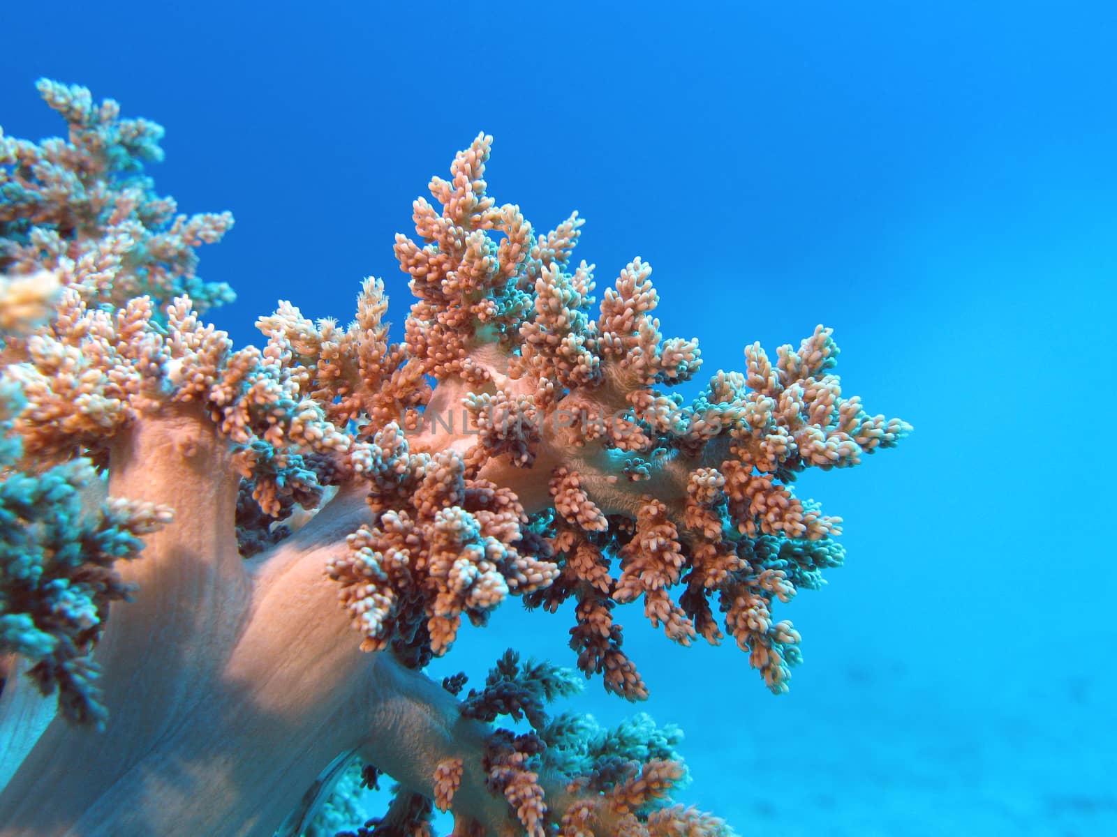 coral reef with soft coral at the bottom of tropical sea on blue water background