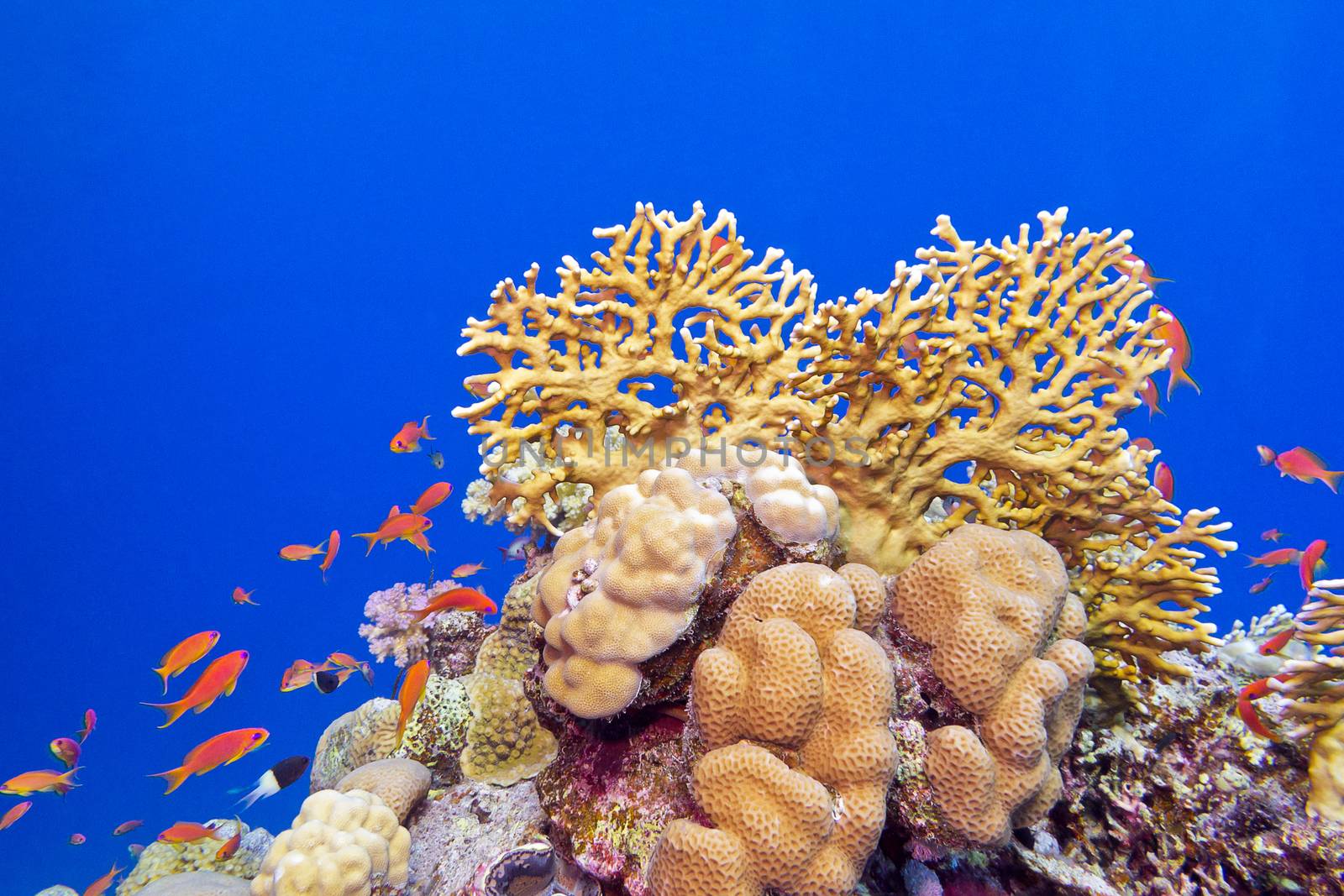coral reef with hard corals and exotic fishes at the bottom of tropical sea on blue water background