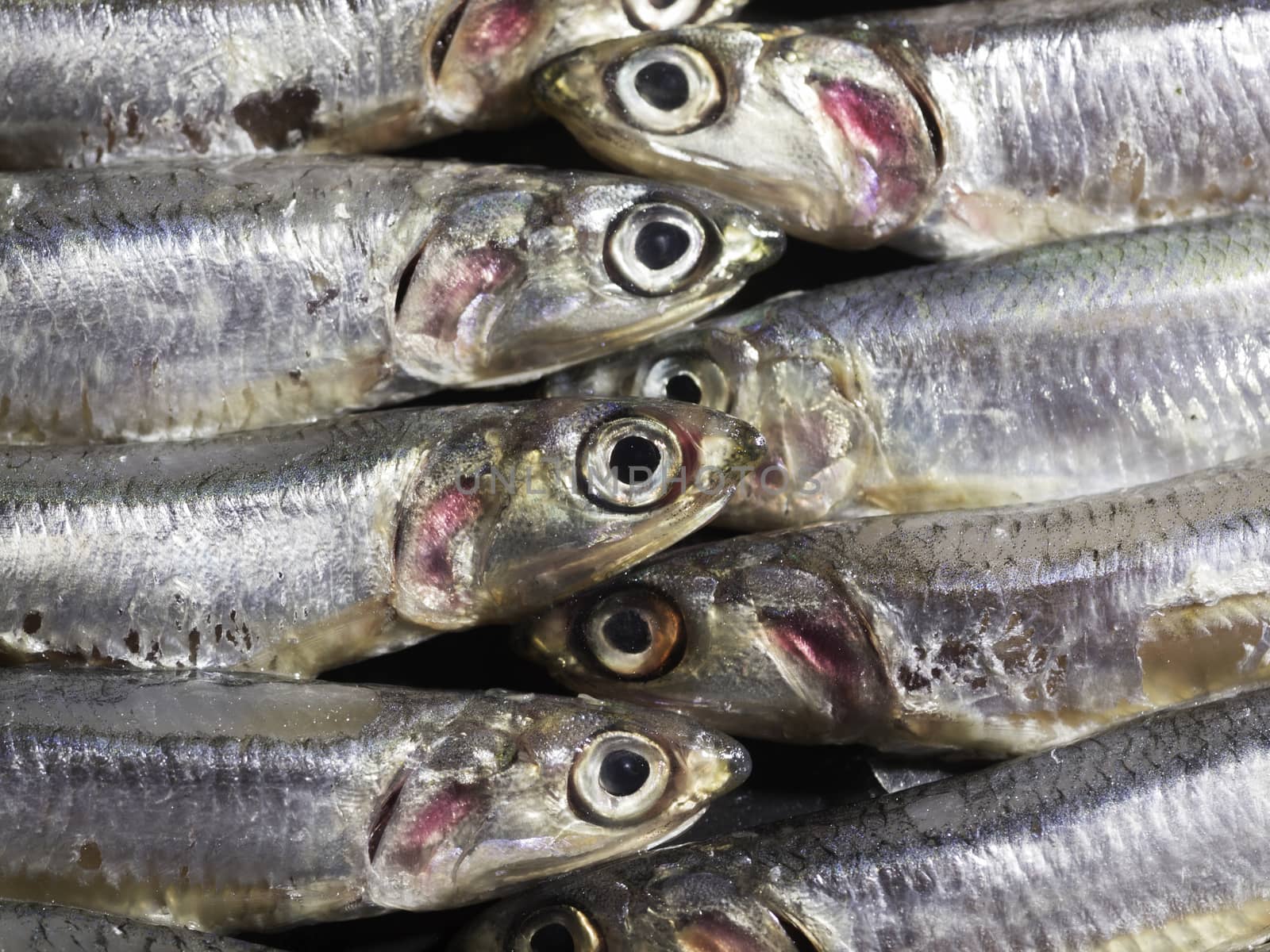 Sardines head closeup