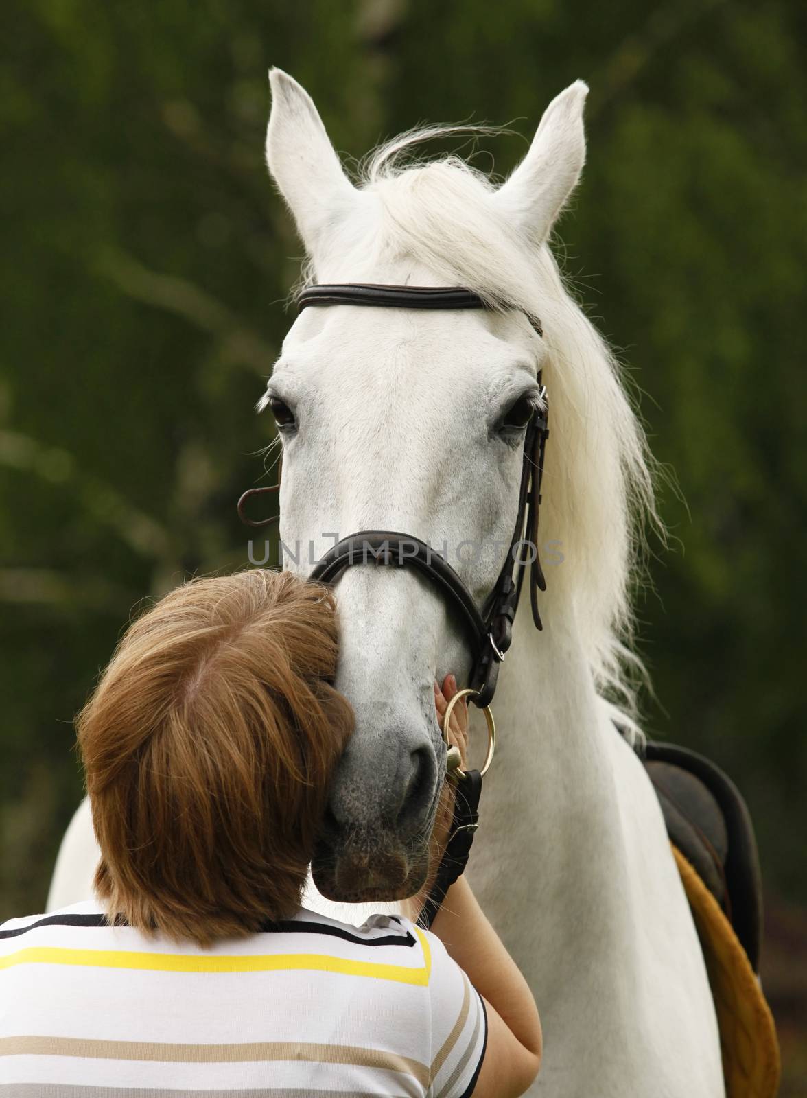 woman hugging a white horse with love