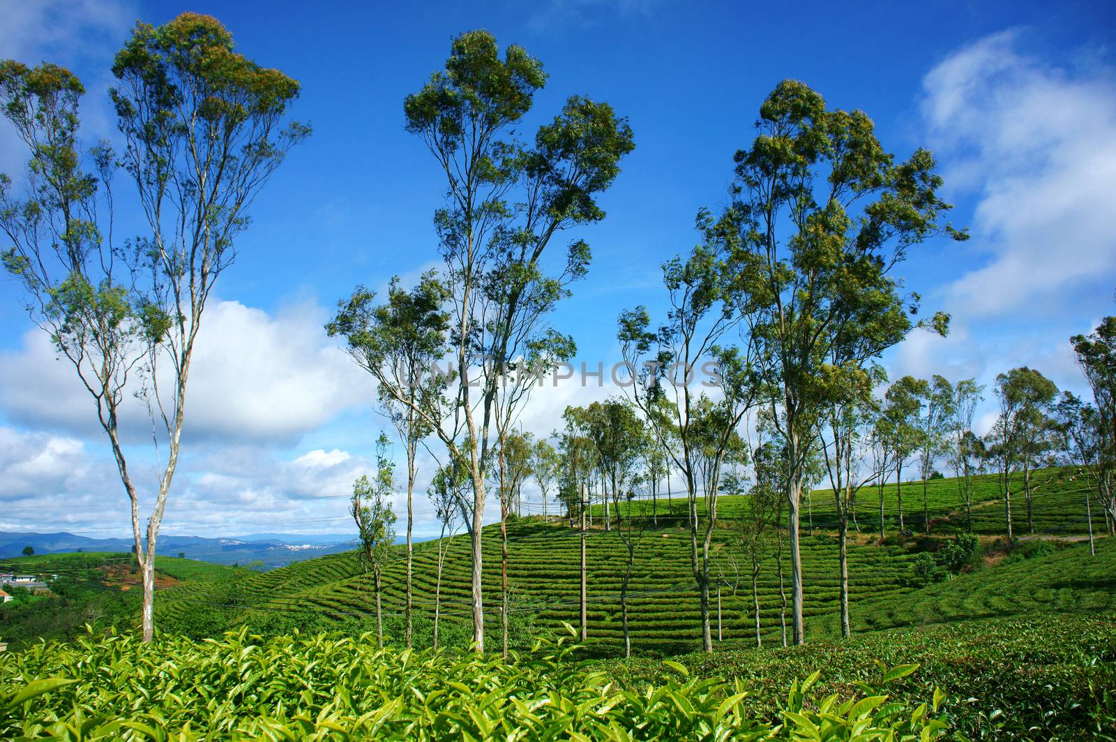 Beautiful landscape of nature in wind day, vast tea plantation in green color, group of tree on farm, nice Vietnam country for travel in spring, Cau Dat have many tea hill of Dalat