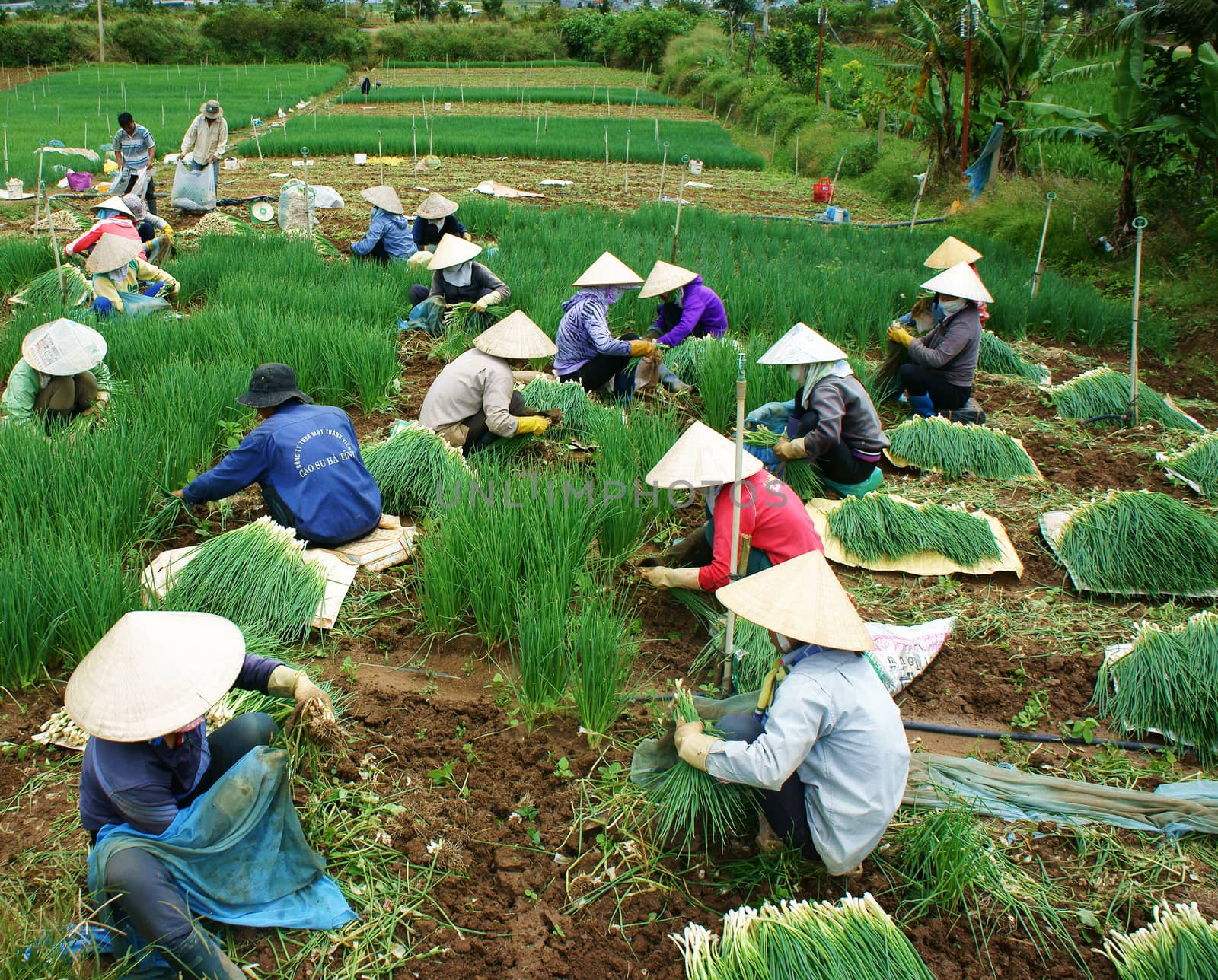 Vietnamese farmer harvest Vietnam onion farm by xuanhuongho