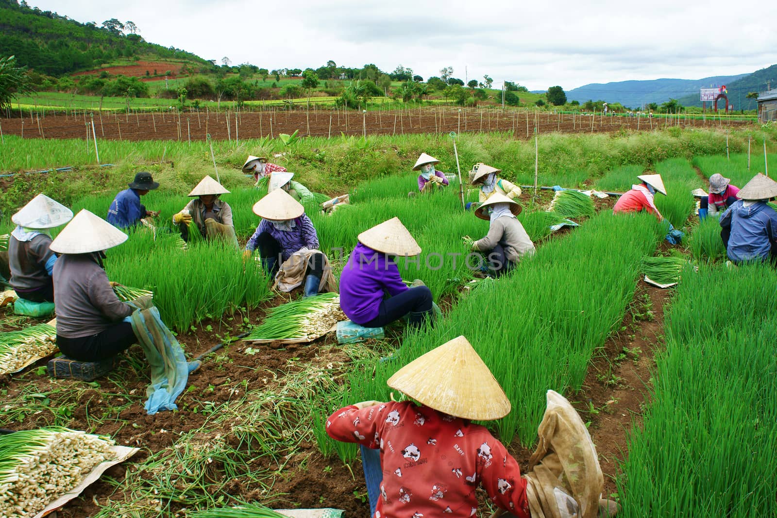 DA LAT, VIET NAM- SEPT 9: Amazing scene on colorful onion farm, group of female Vietnamese farmer sit on land, harvest nutrition vegetable, soil of Dalat good for agriculture, Vietnam, Sept 1, 2014