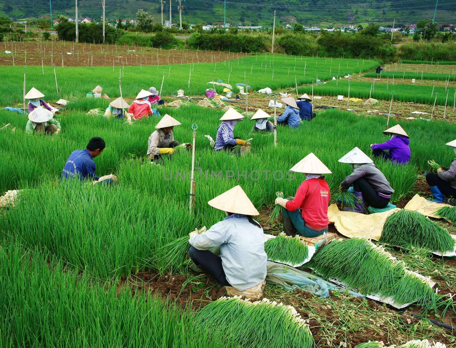 DA LAT, VIET NAM- SEPT 9: Amazing scene on colorful onion farm, group of female Vietnamese farmer sit on land, harvest nutrition vegetable, soil of Dalat good for agriculture, Vietnam, Sept 1, 2014