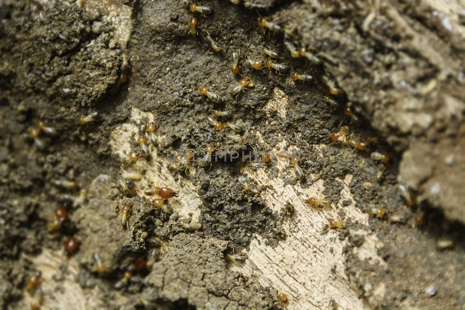 Closeup of termites colony inside a rotten old tree