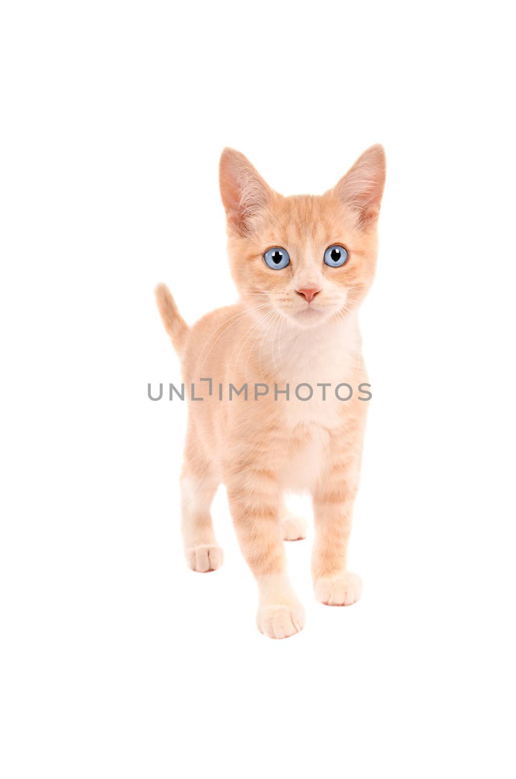 An orange tabby standing on a white background