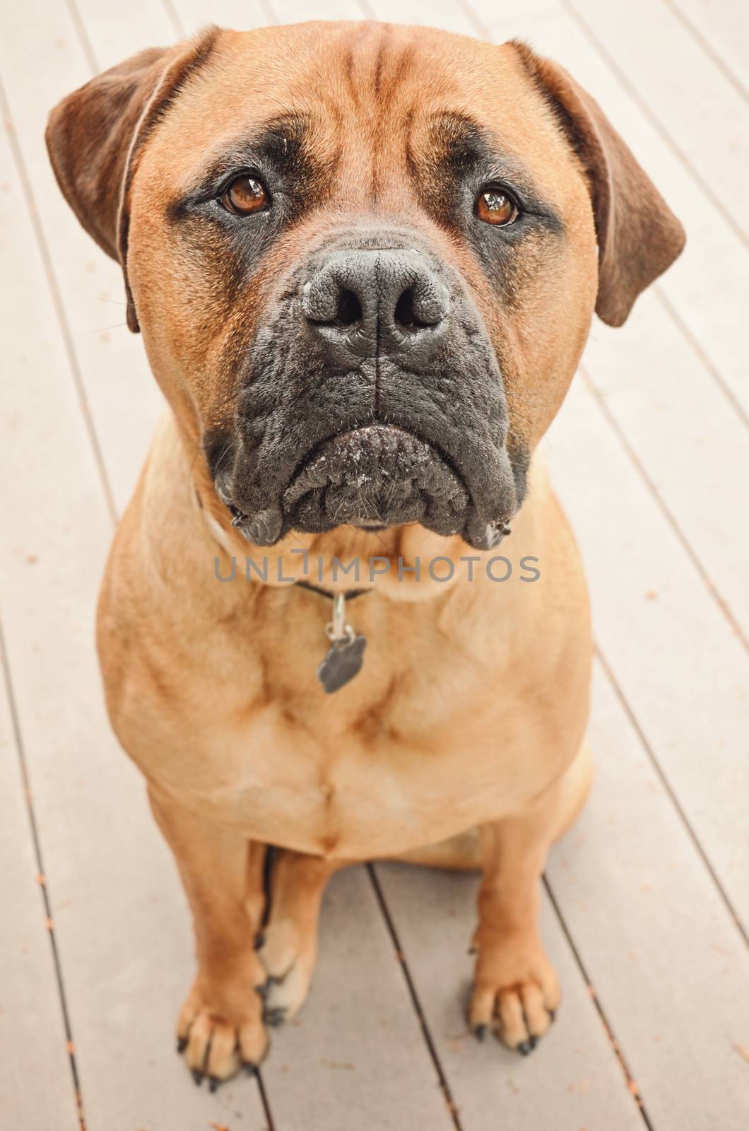 A sad bull mastiff dog sitting on a patio.