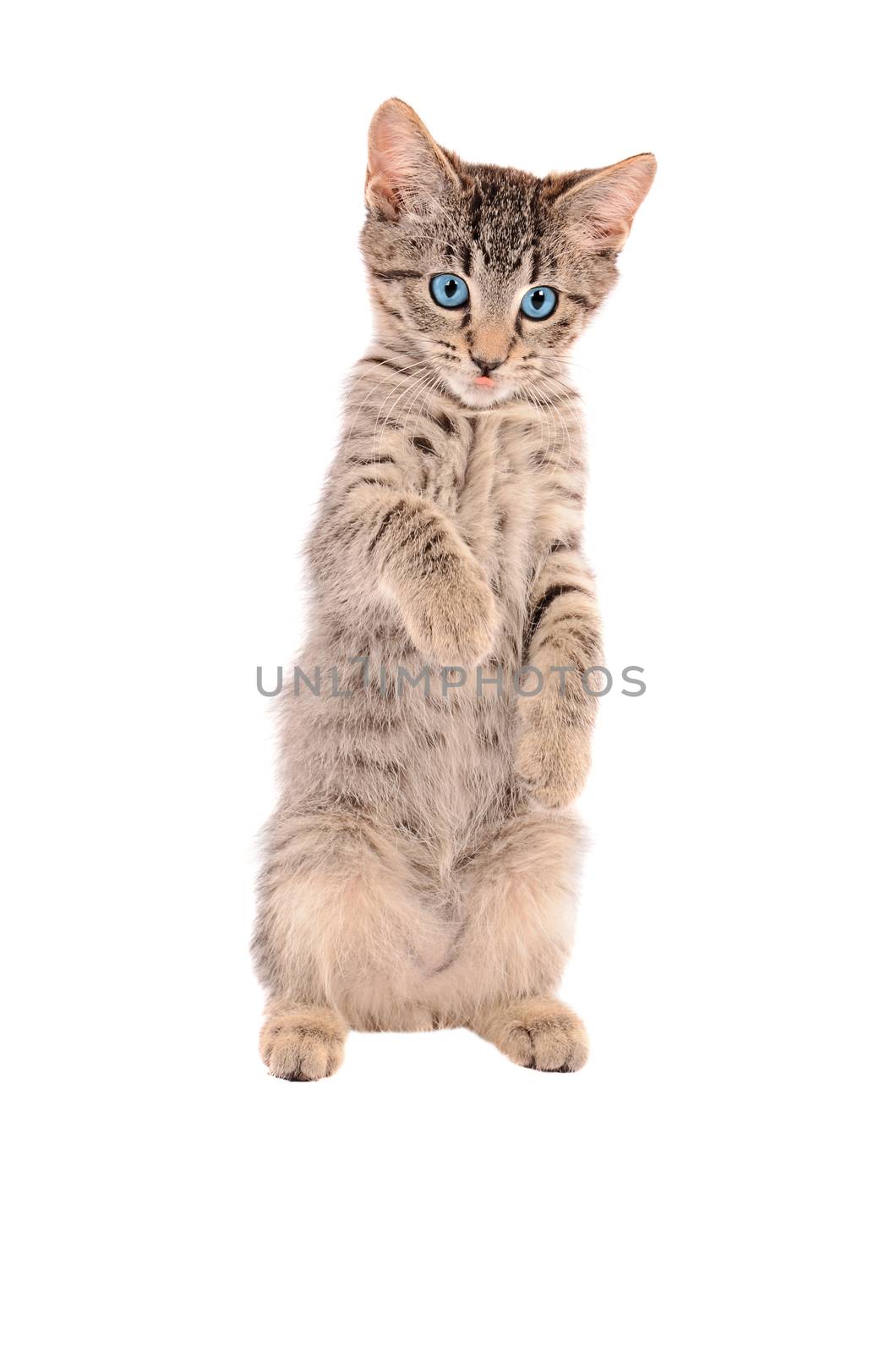 Cute tabby kitten standing up on a white background with tongue out