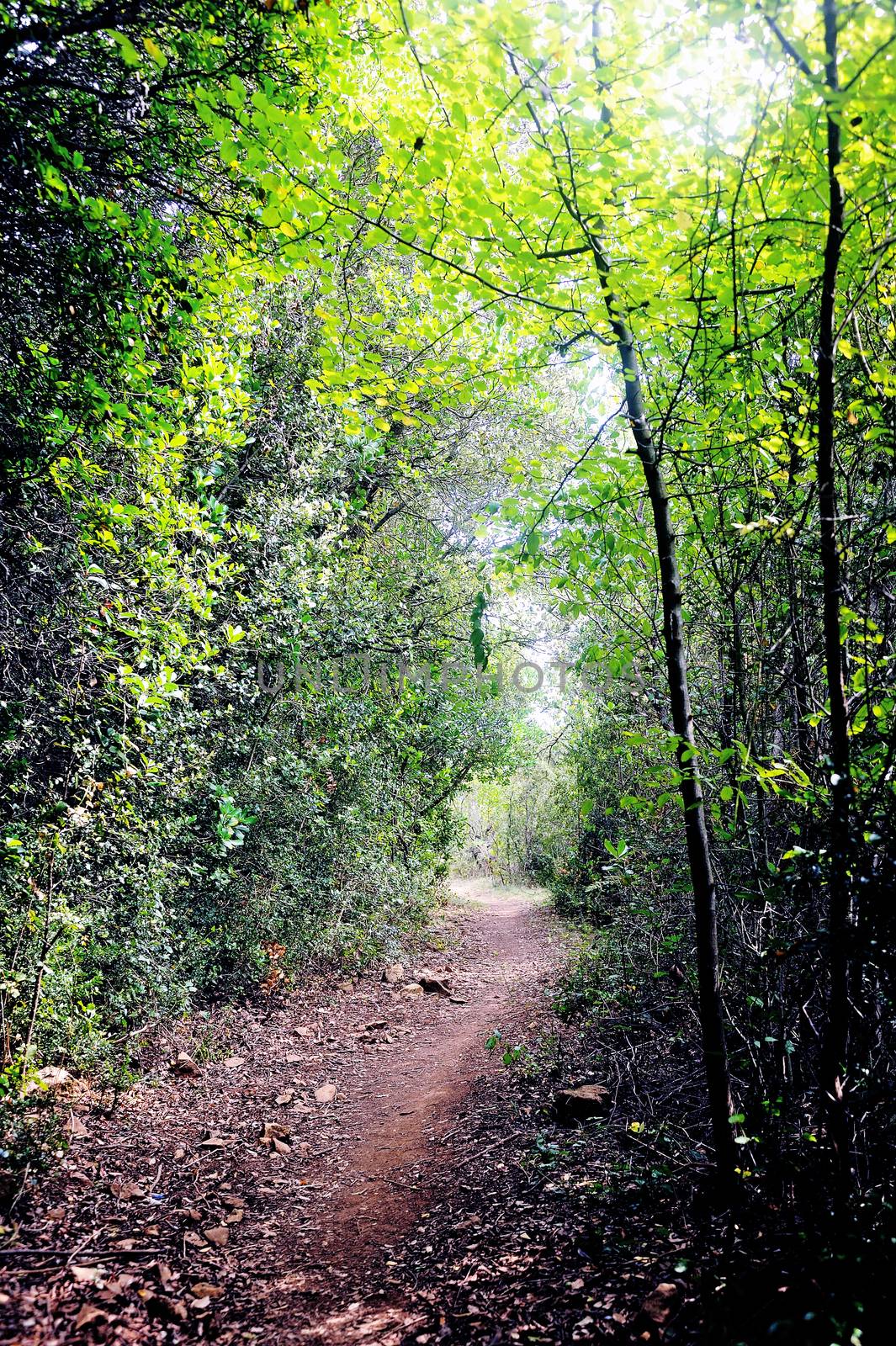 Forest road by gillespaire