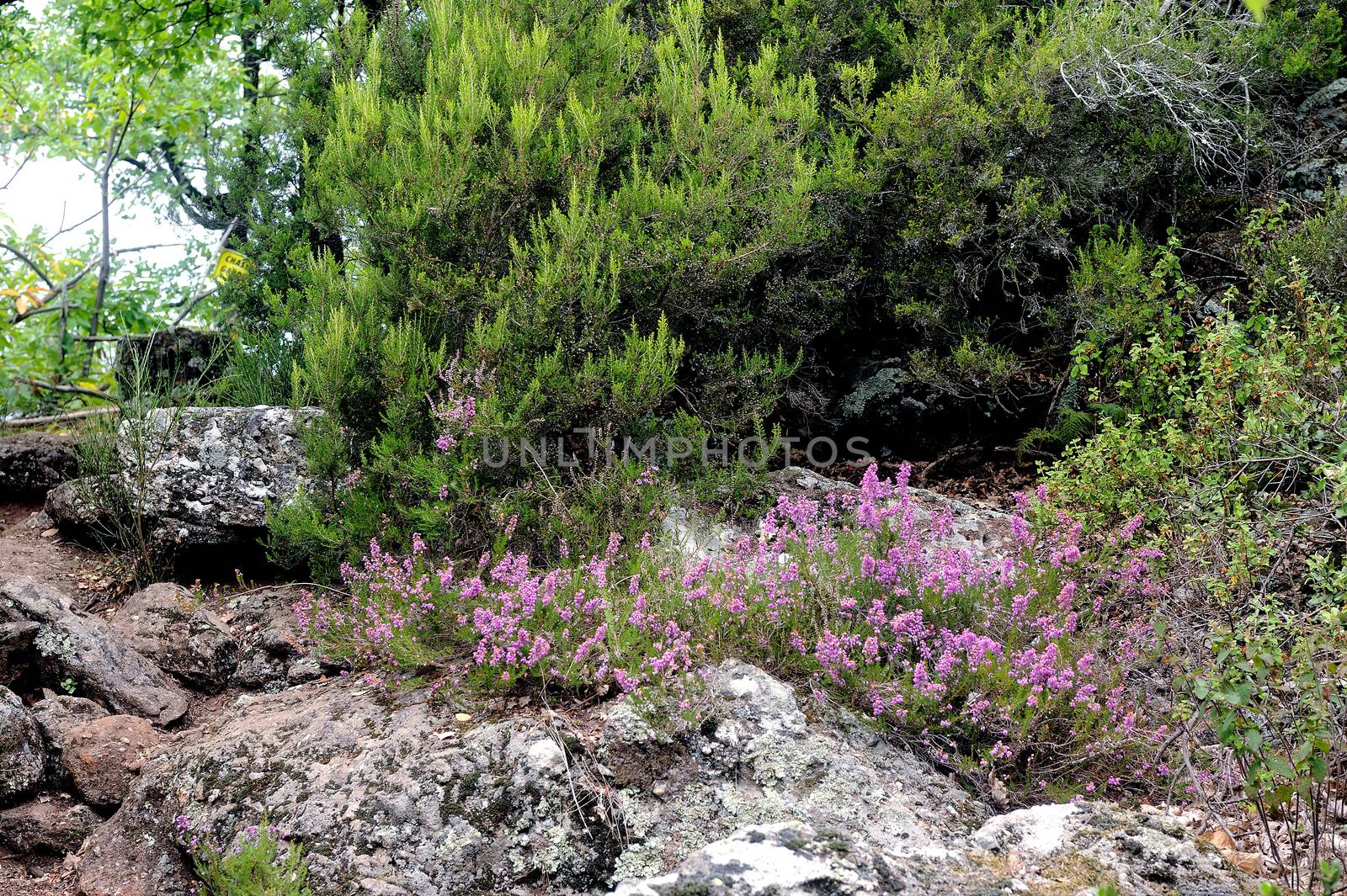 Solid heather in the mountains of the Cevennes